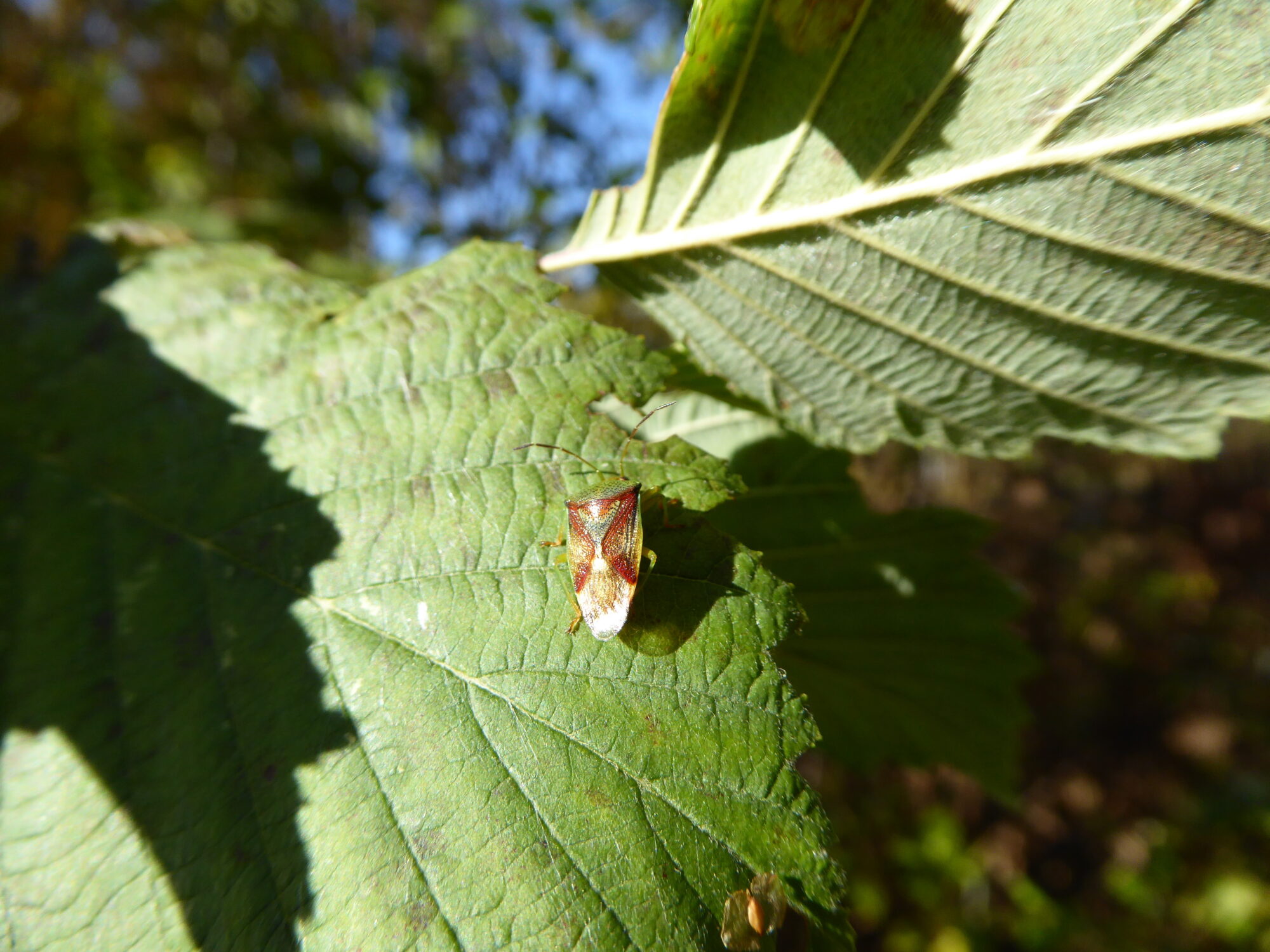 Valokuvaaja: Toni Asikainen