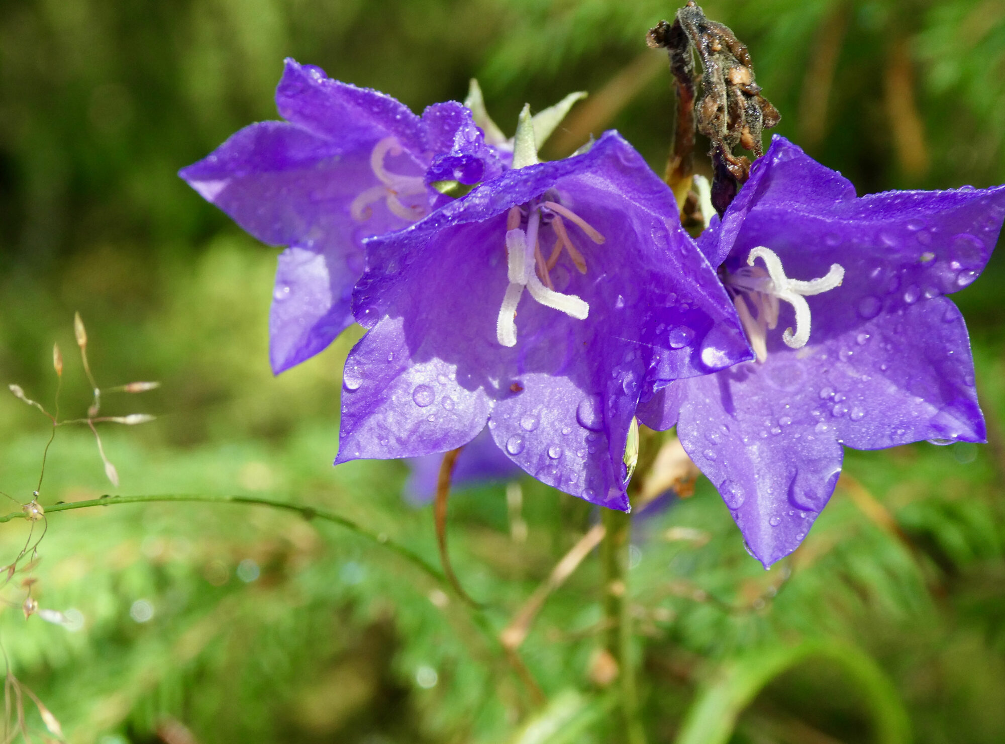 Valokuvaaja: Liisa Niiva-Korpela
