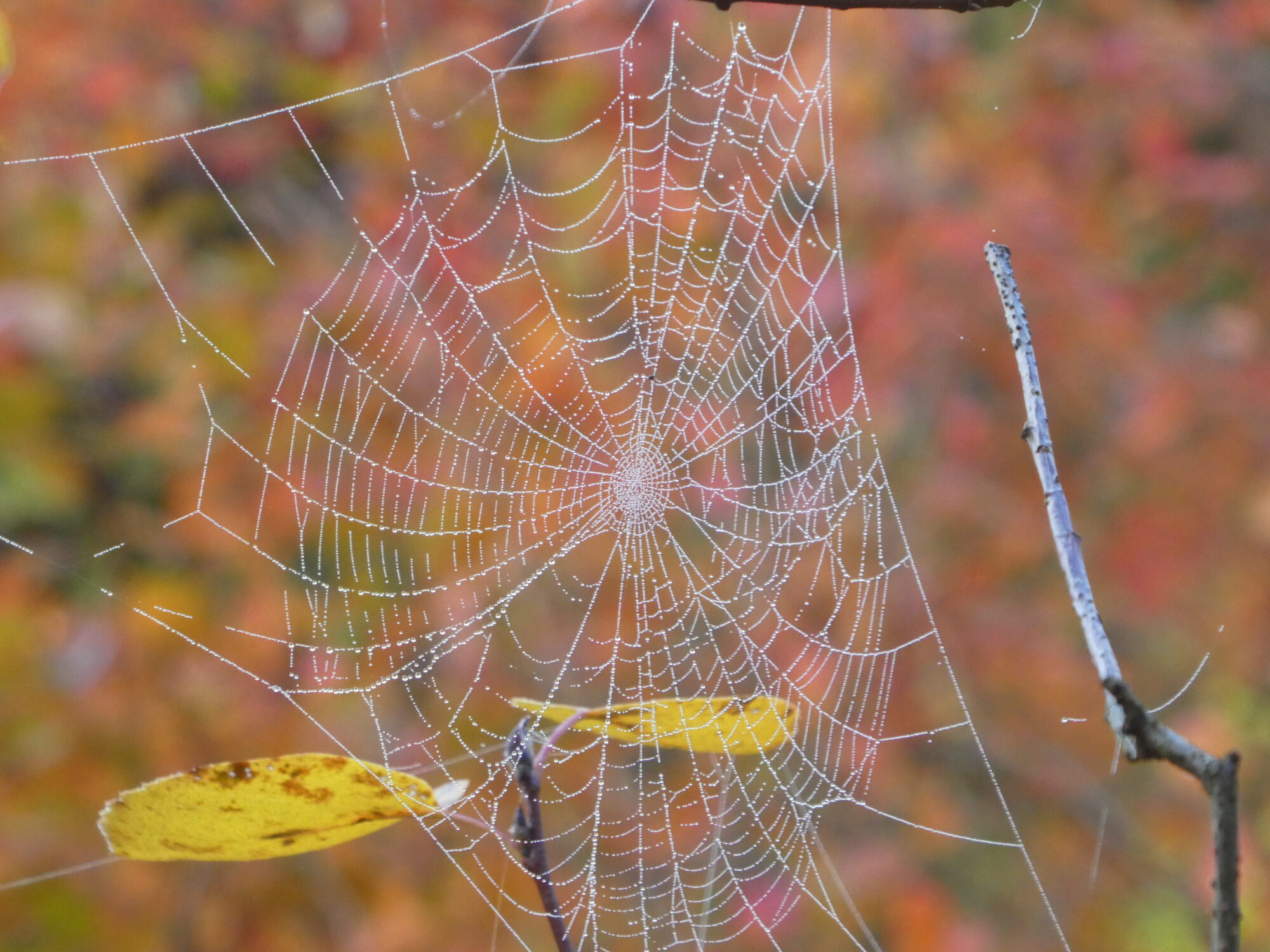 Valokuvaaja: Anja Mustamaa