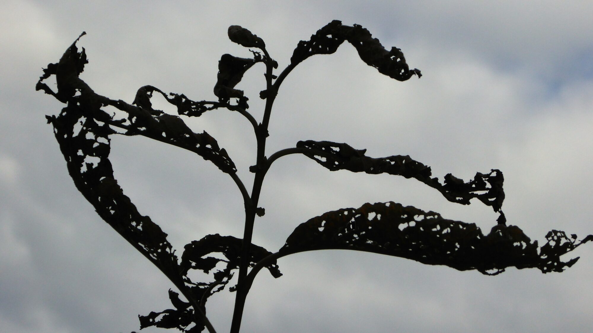 Valokuvaaja: Arja Valtonen