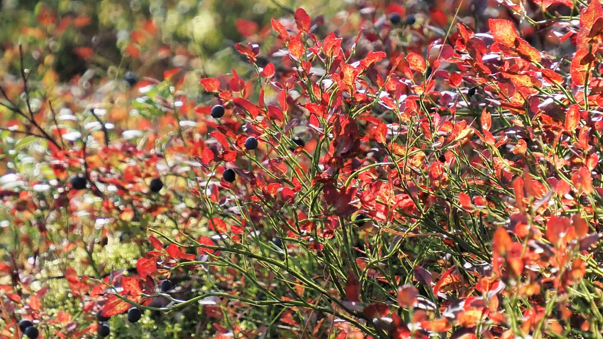 Valokuvaaja: Arja Valtonen