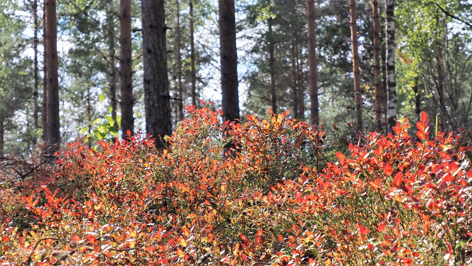 Valokuvaaja: Arja Valtonen