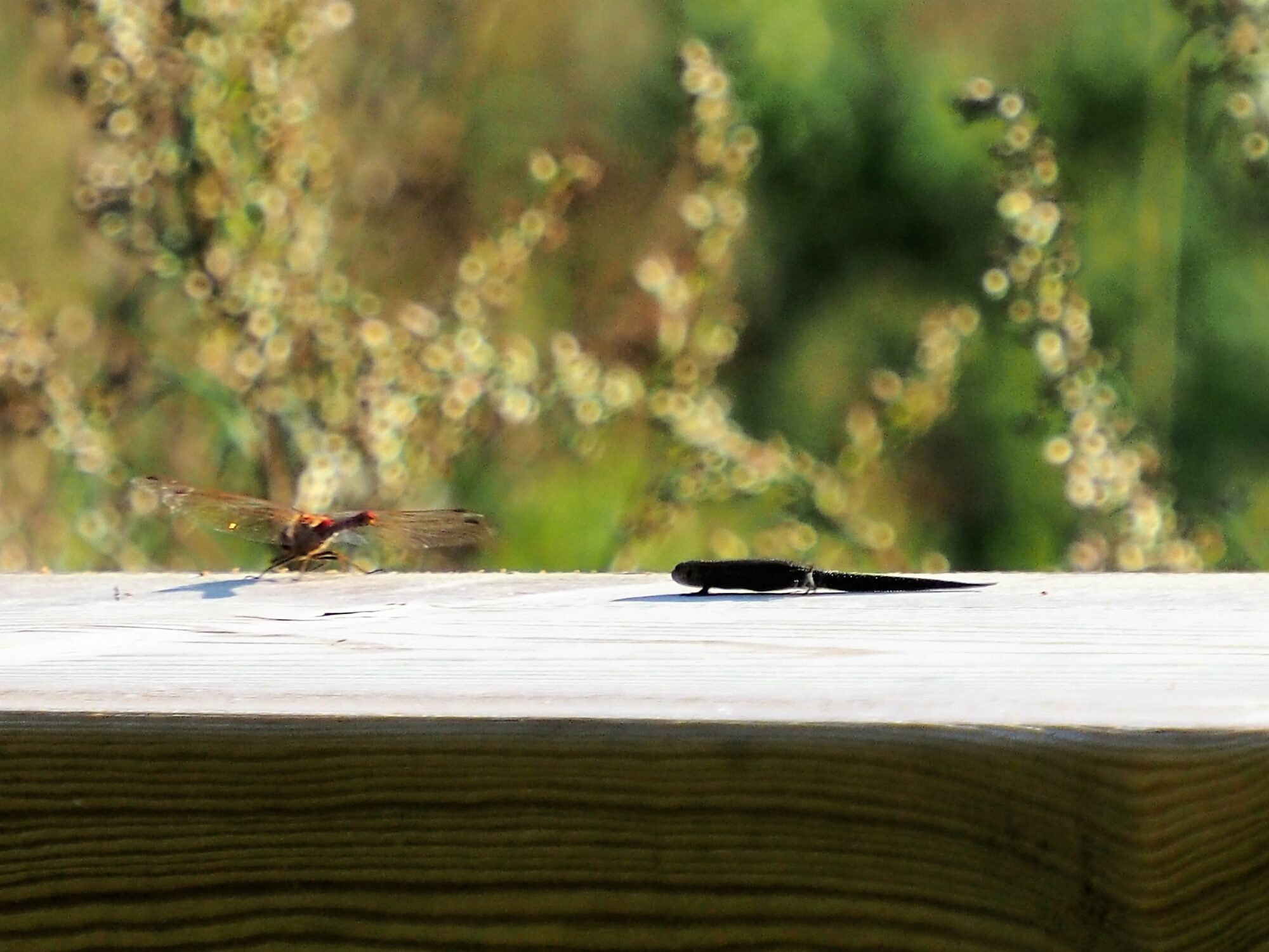 Valokuvaaja: Martti Valtonen