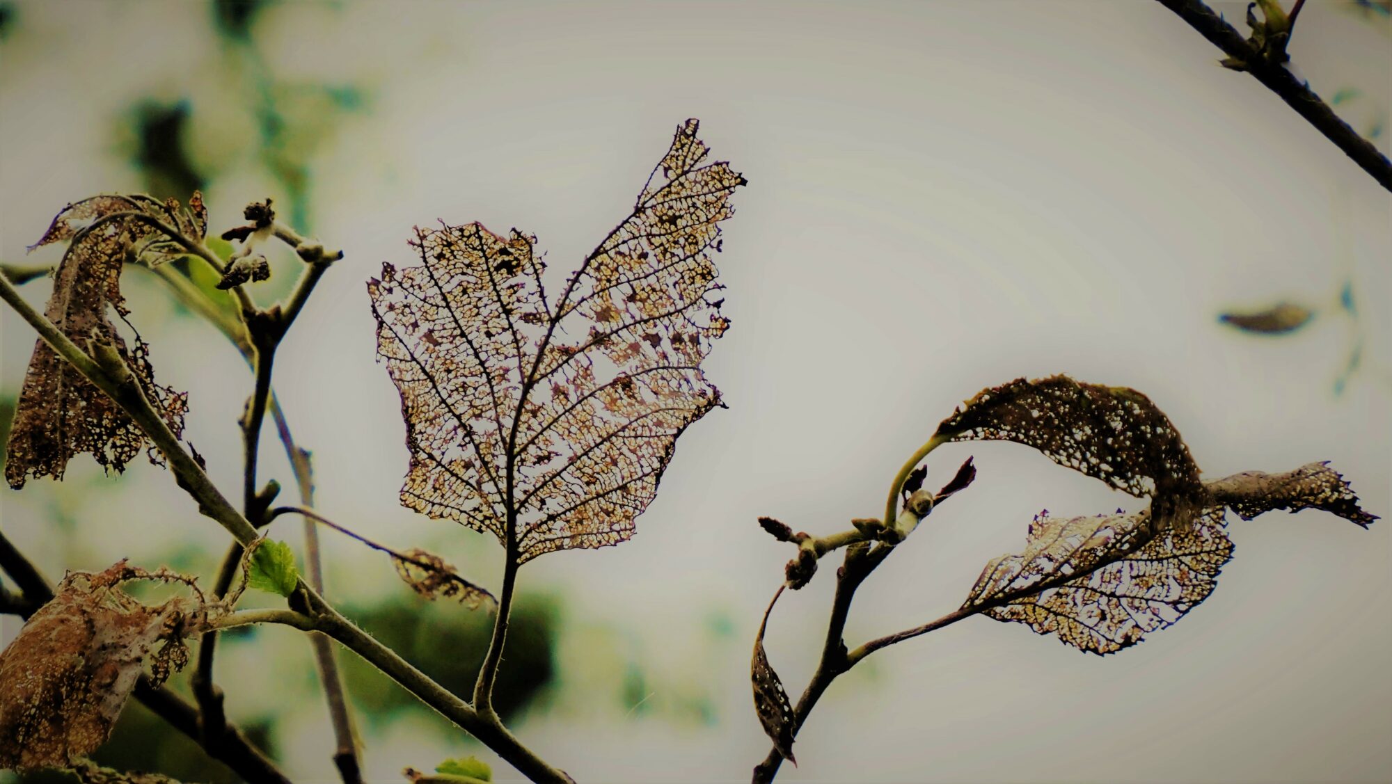 Valokuvaaja: Arja Valtonen