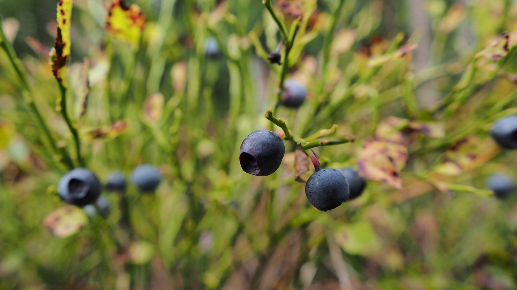 Valokuvaaja: Martti Valtonen