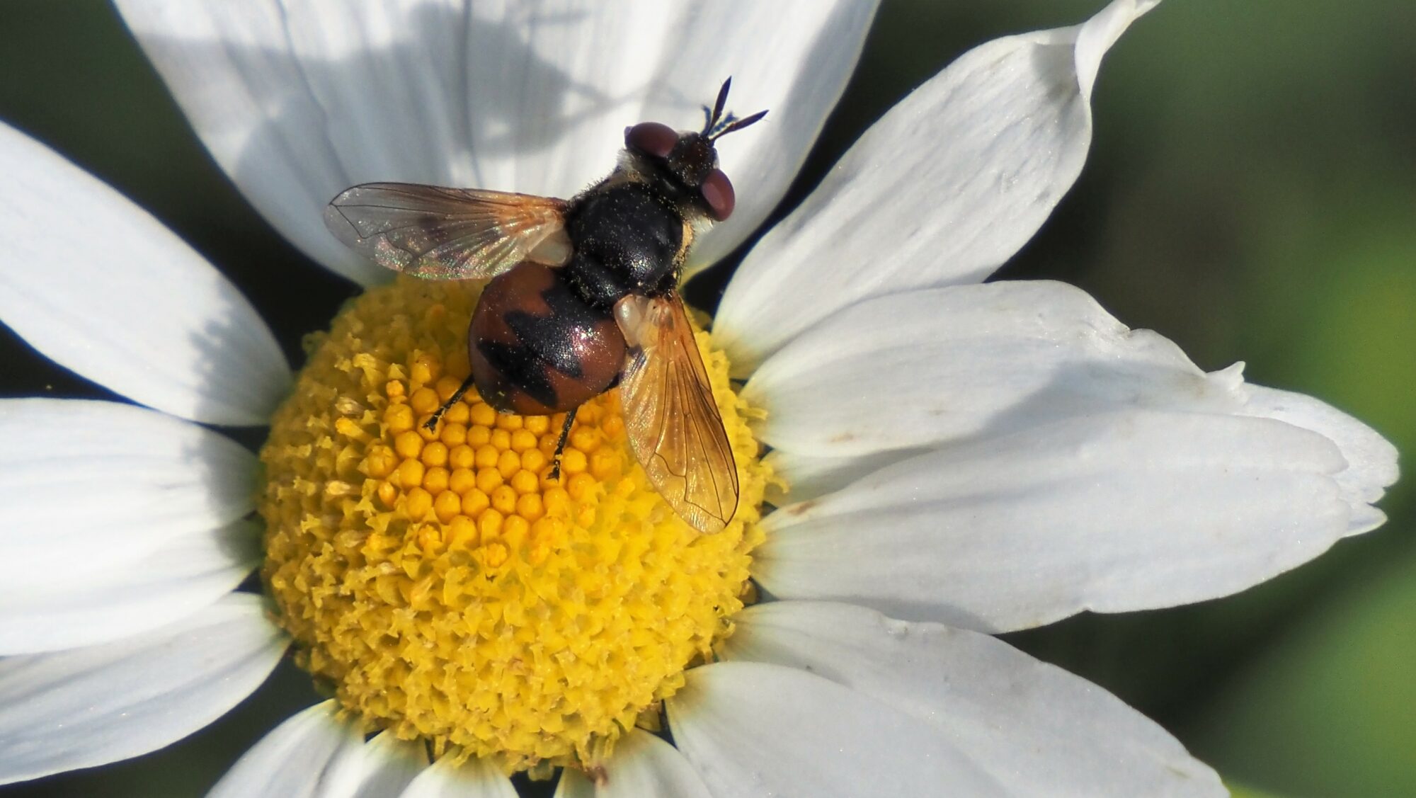 Valokuvaaja: Arja Valtonen