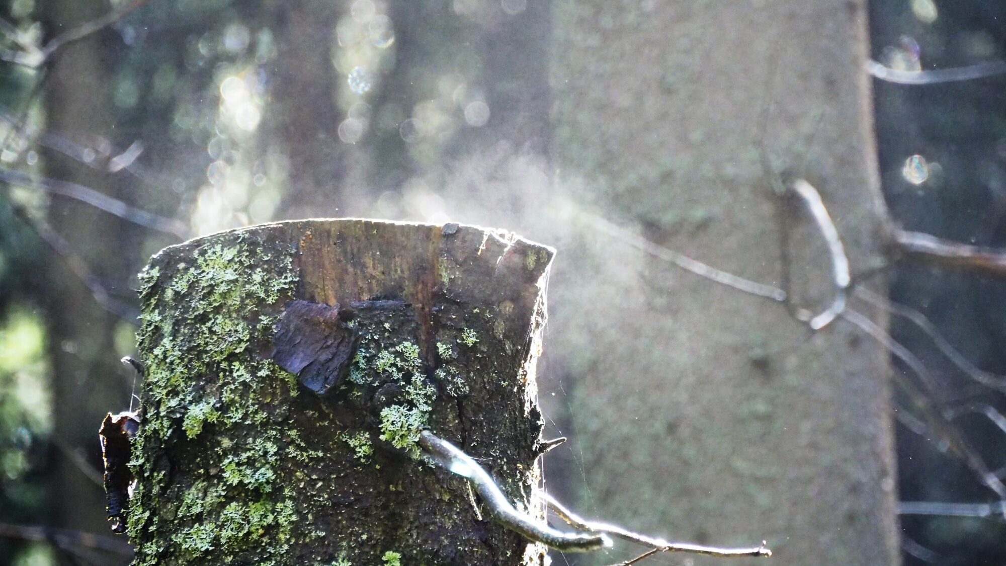 Valokuvaaja: Valtonen Martti