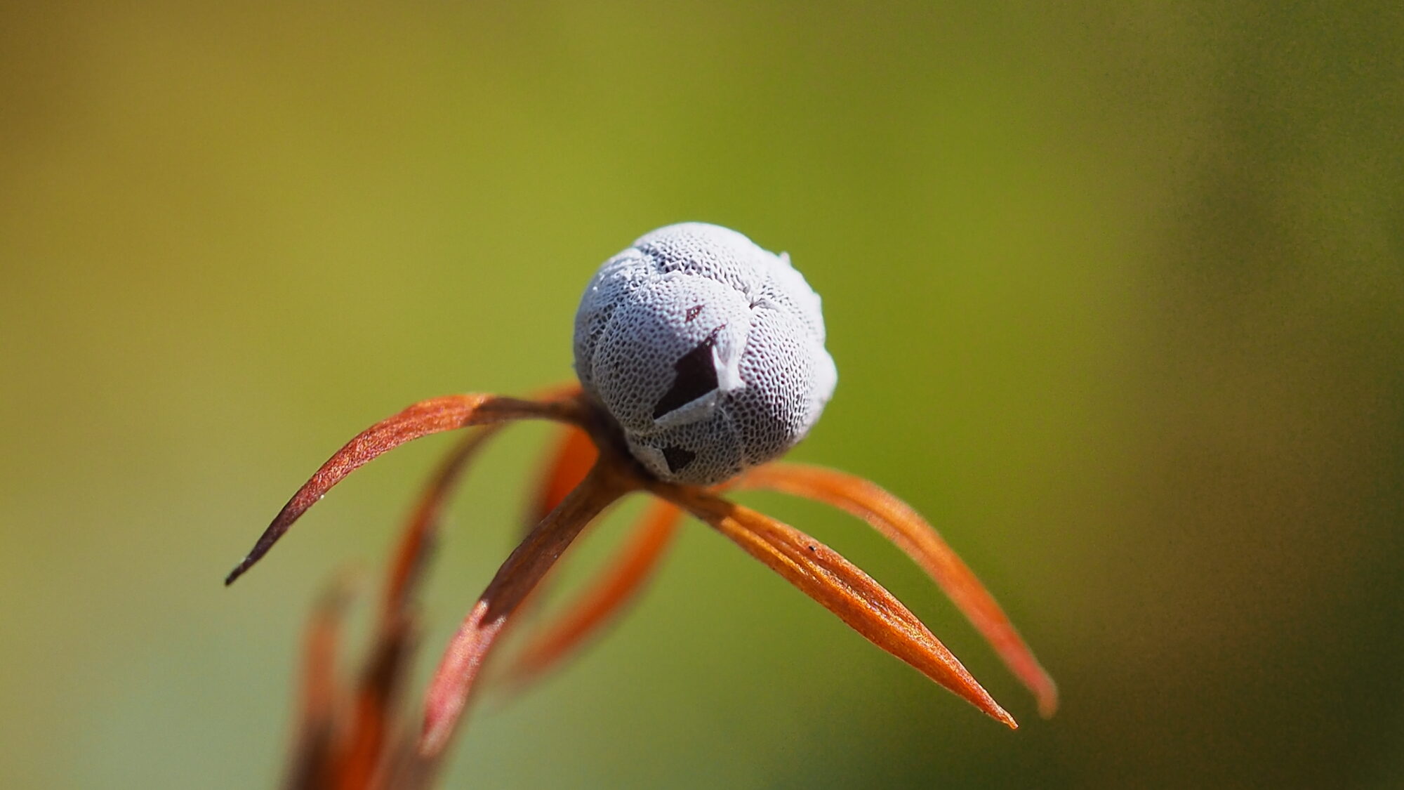 Valokuvaaja: Valtonen Martti