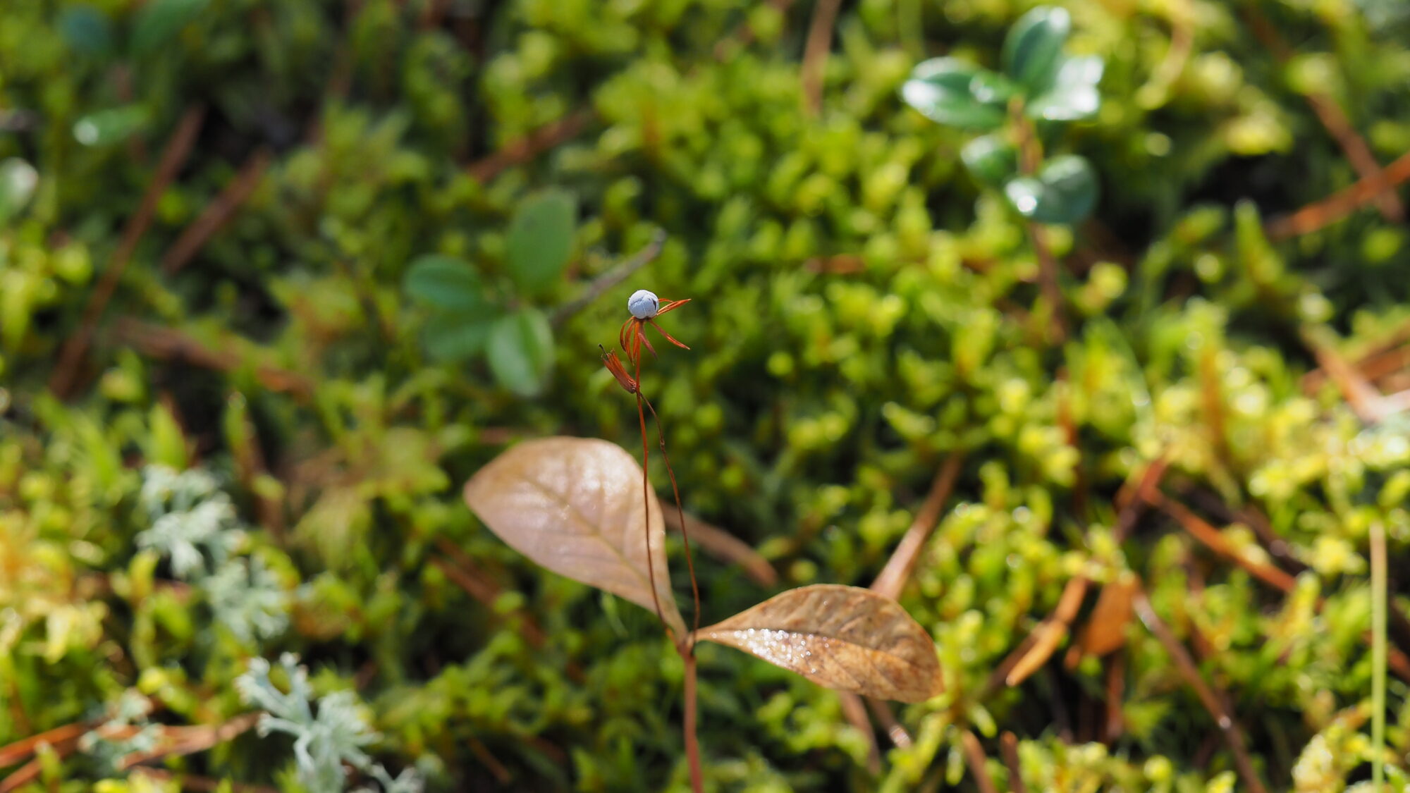 Valokuvaaja: Valtonen Martti