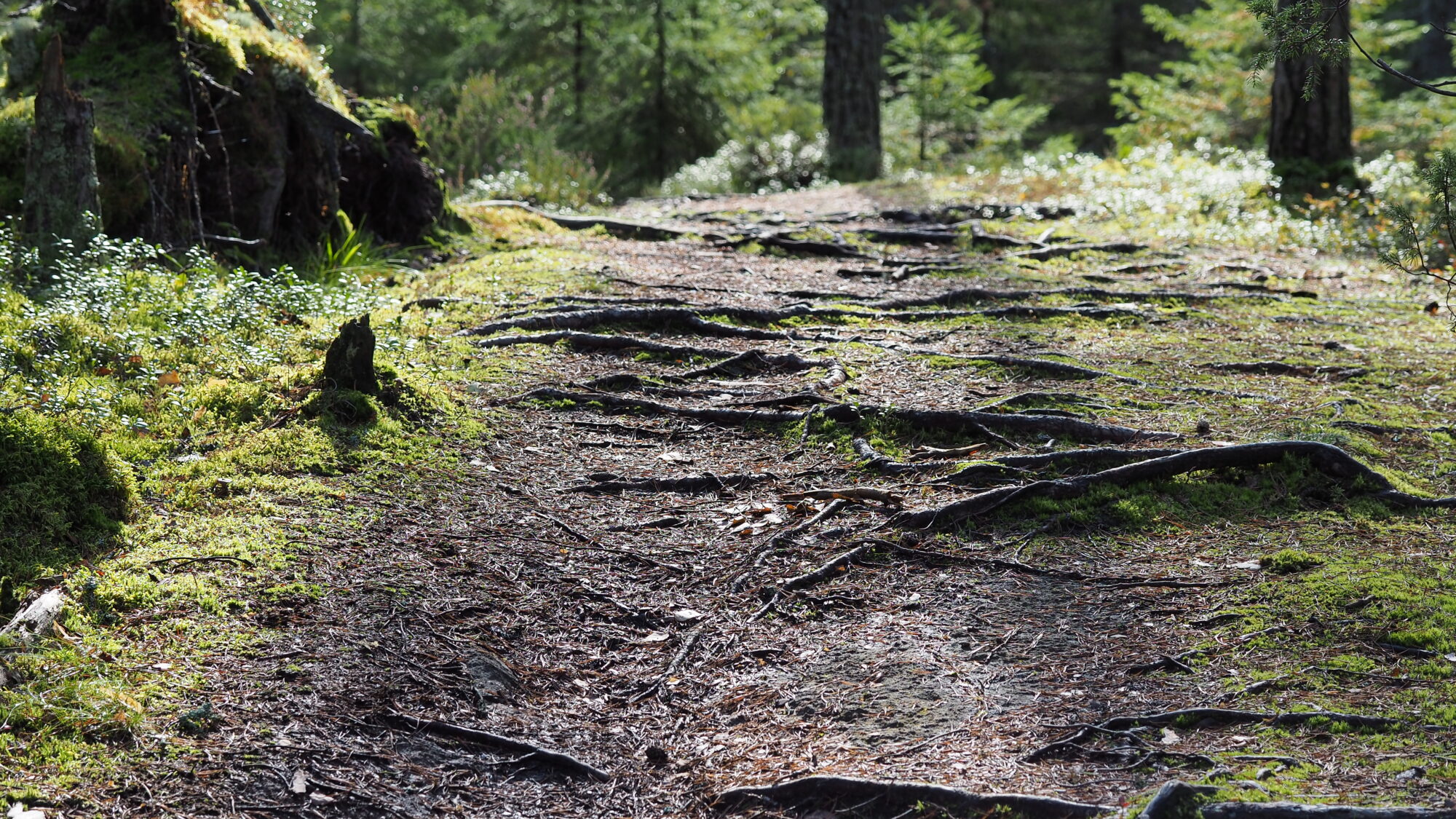 Valokuvaaja: Valtonen Martti