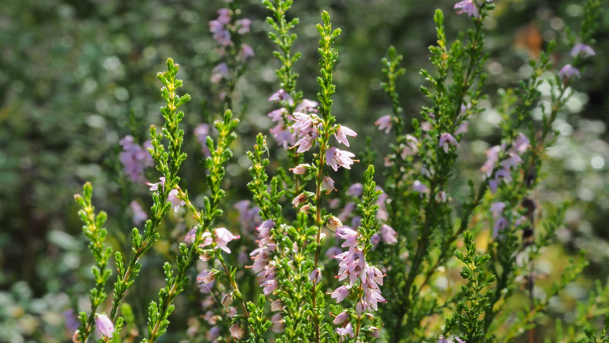 Valokuvaaja: Valtonen Martti