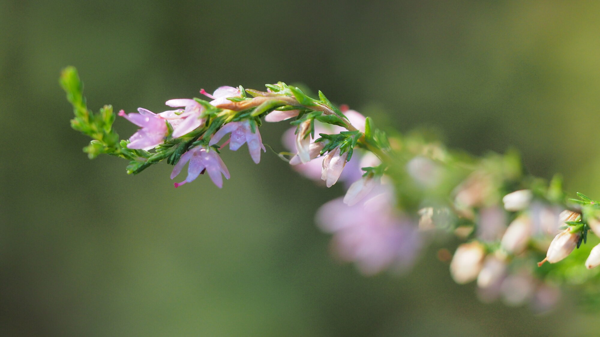 Valokuvaaja: Valtonen Martti Valokuvaaja: Valtonen Martti