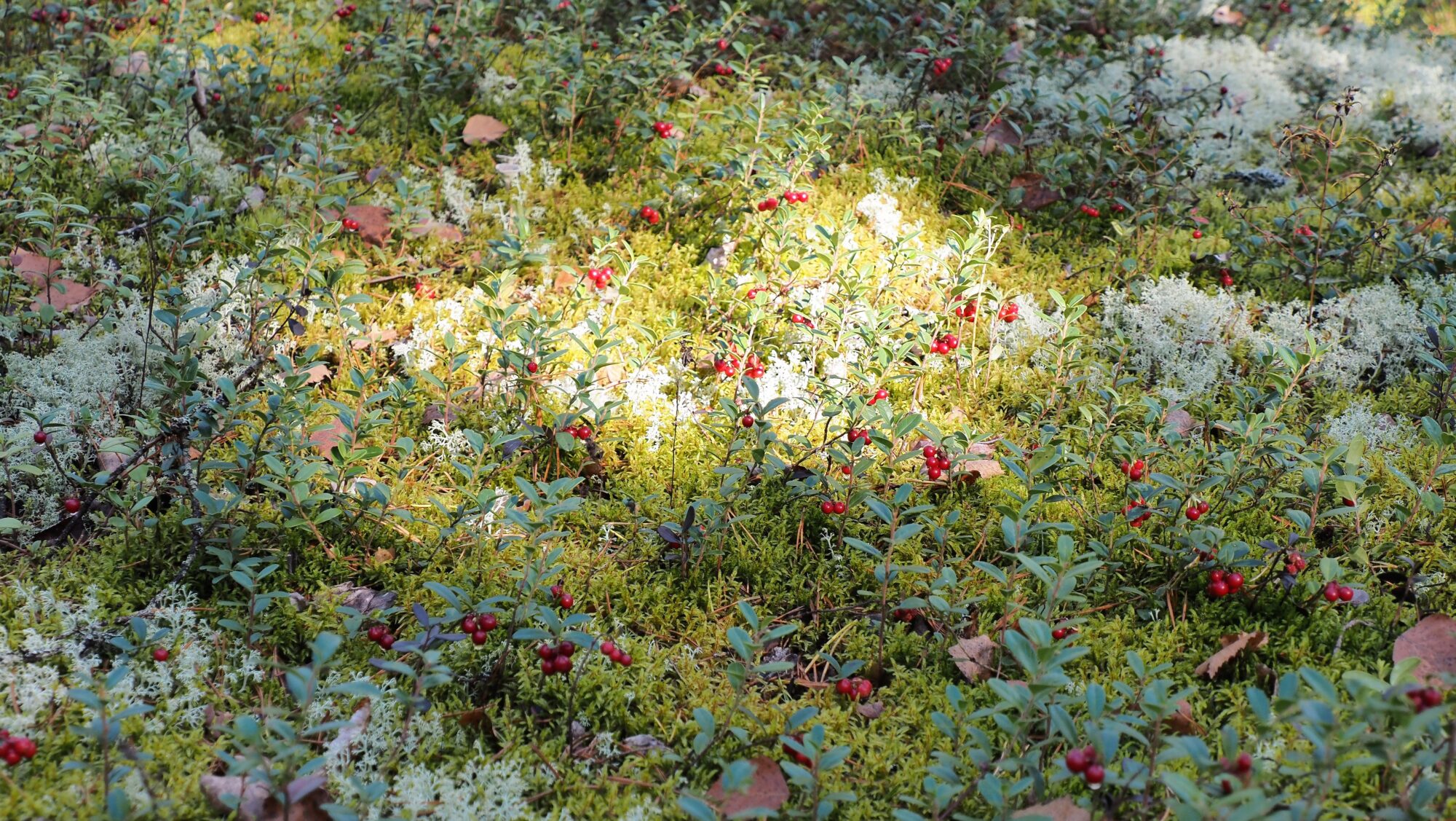 Valokuvaaja: Arja Valtonen