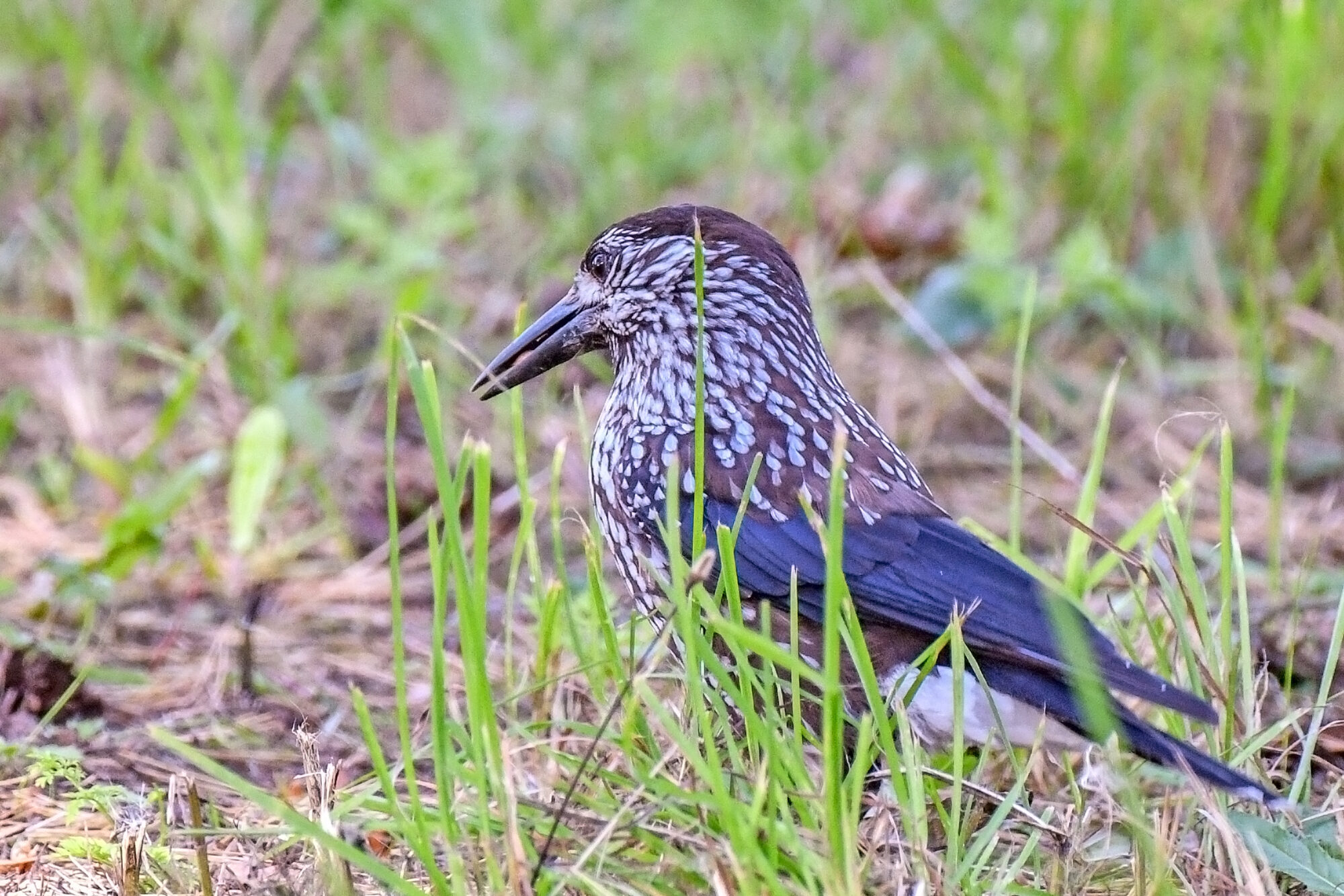 Valokuvaaja: Esko Pihl