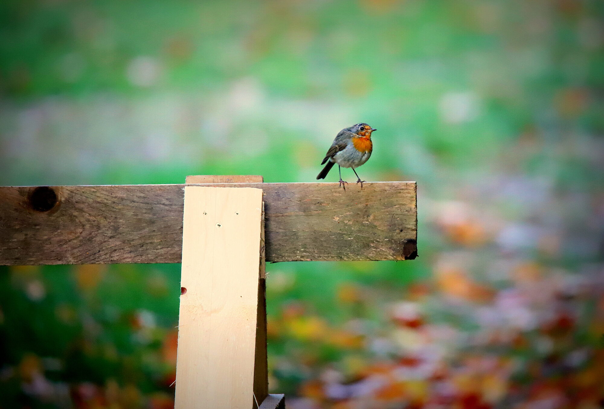 Valokuvaaja: sirpa jyske Valokuvaaja: sirpa jyske