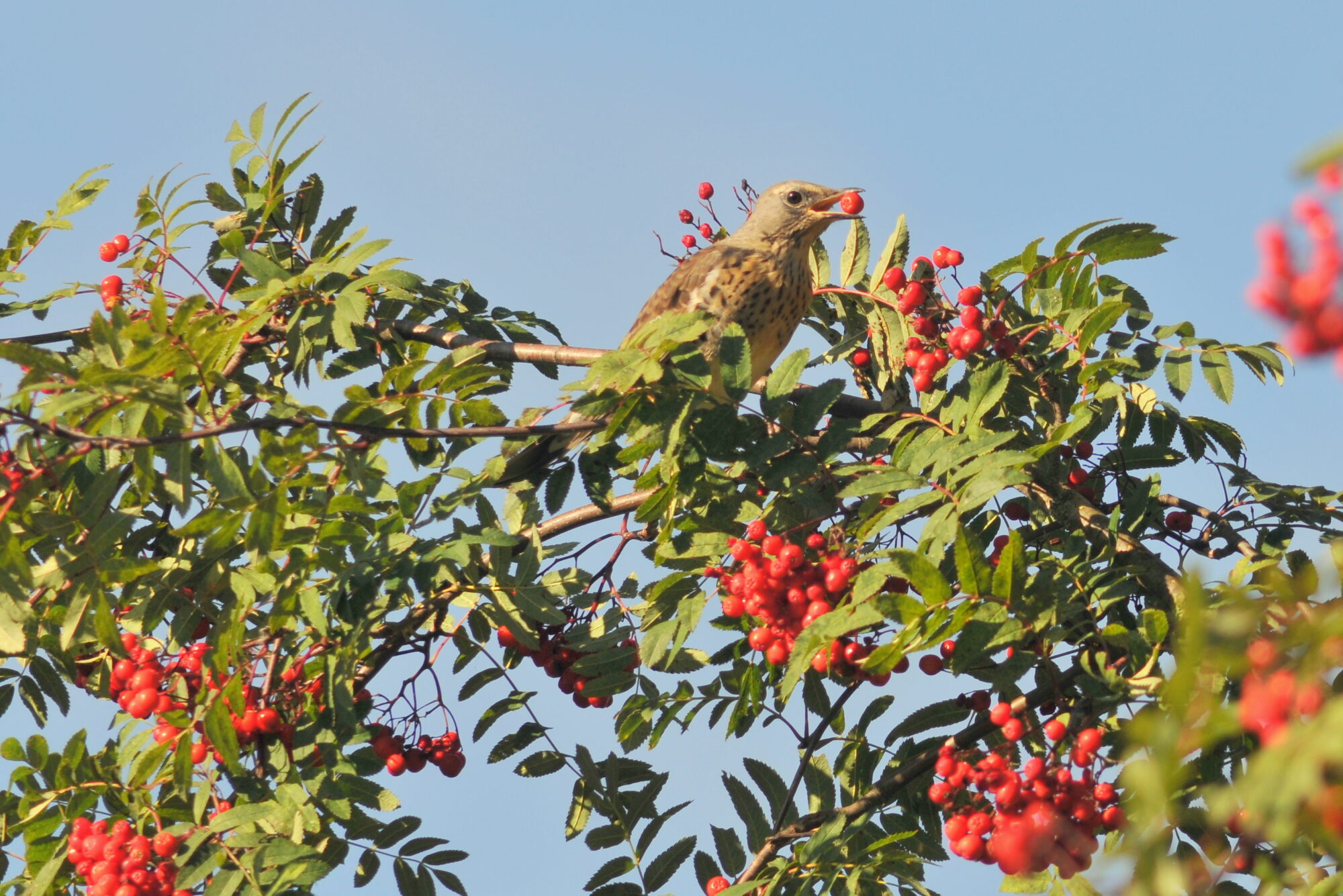 Valokuvaaja: Kaarlo Asikainen