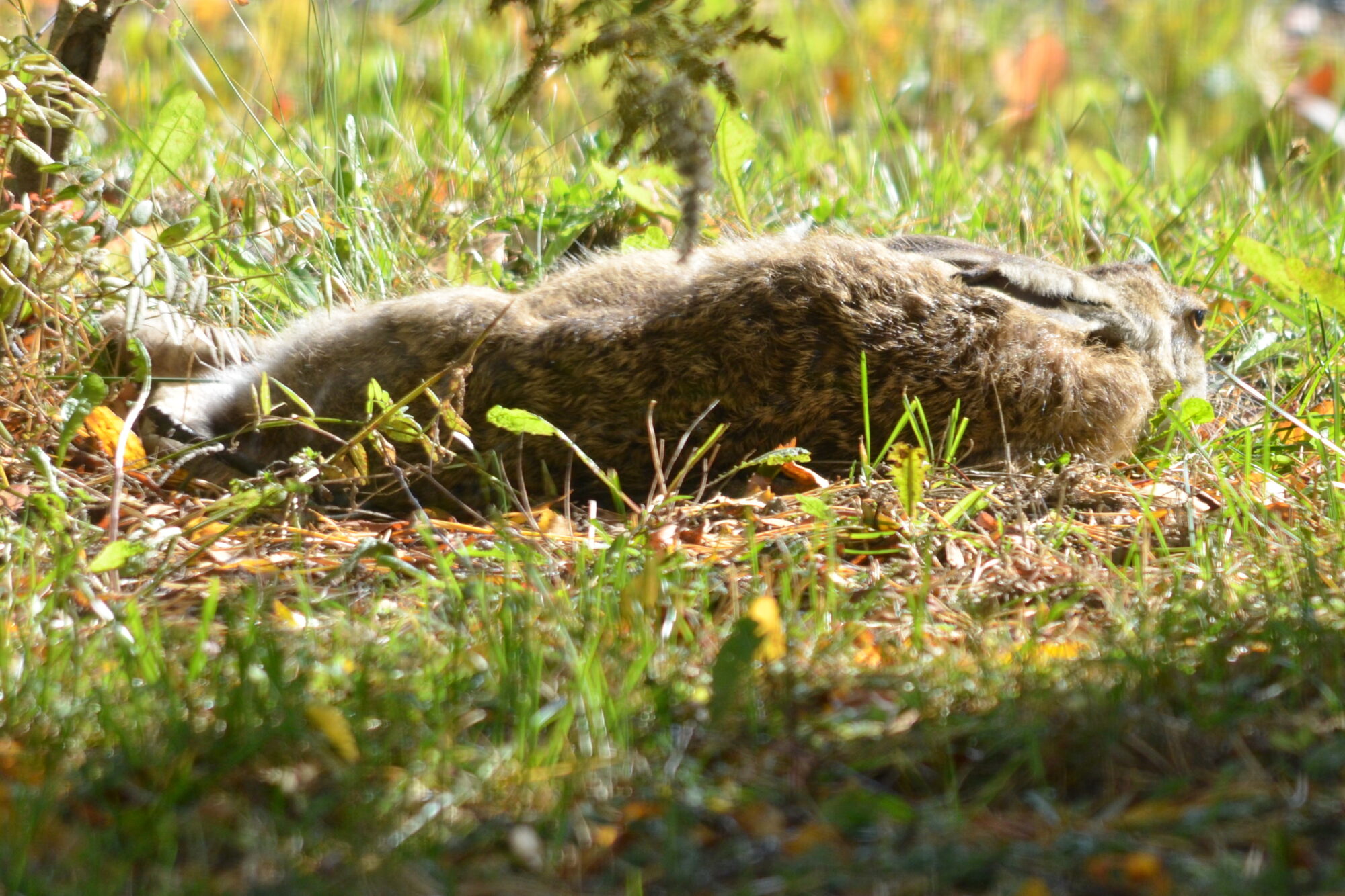 Valokuvaaja: Kaarlo Asikainen