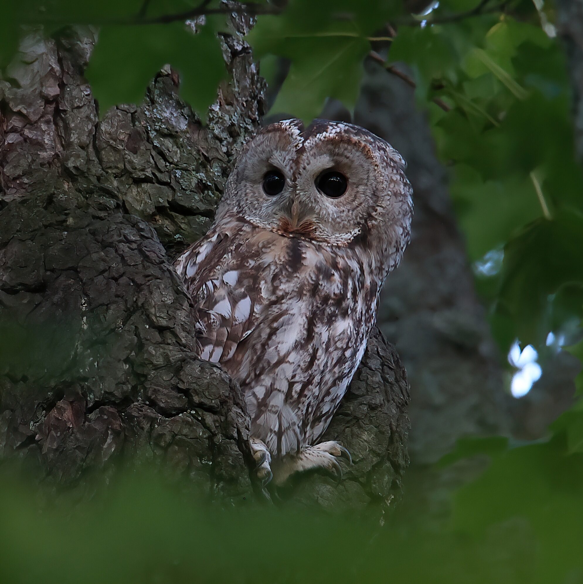 Valokuvaaja: Janne Salomeri
