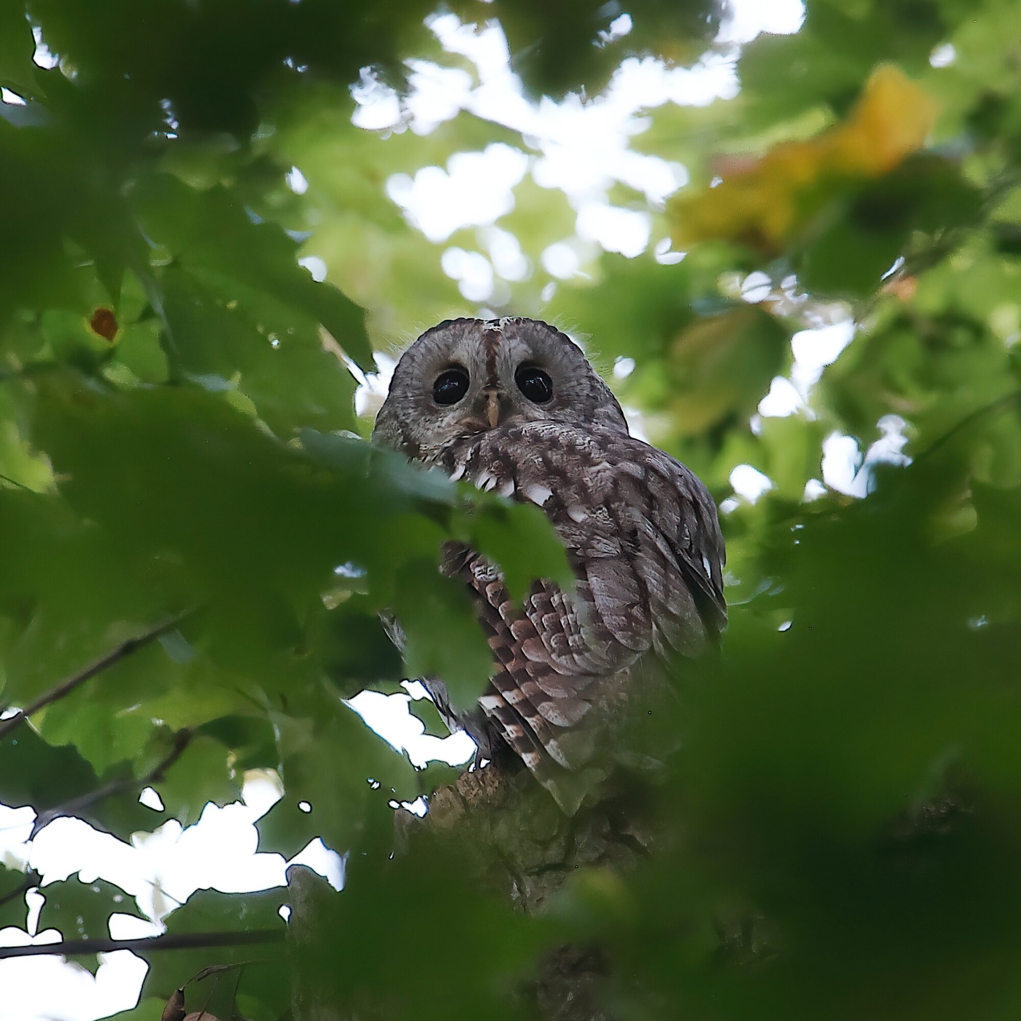 Valokuvaaja: Janne Salomeri