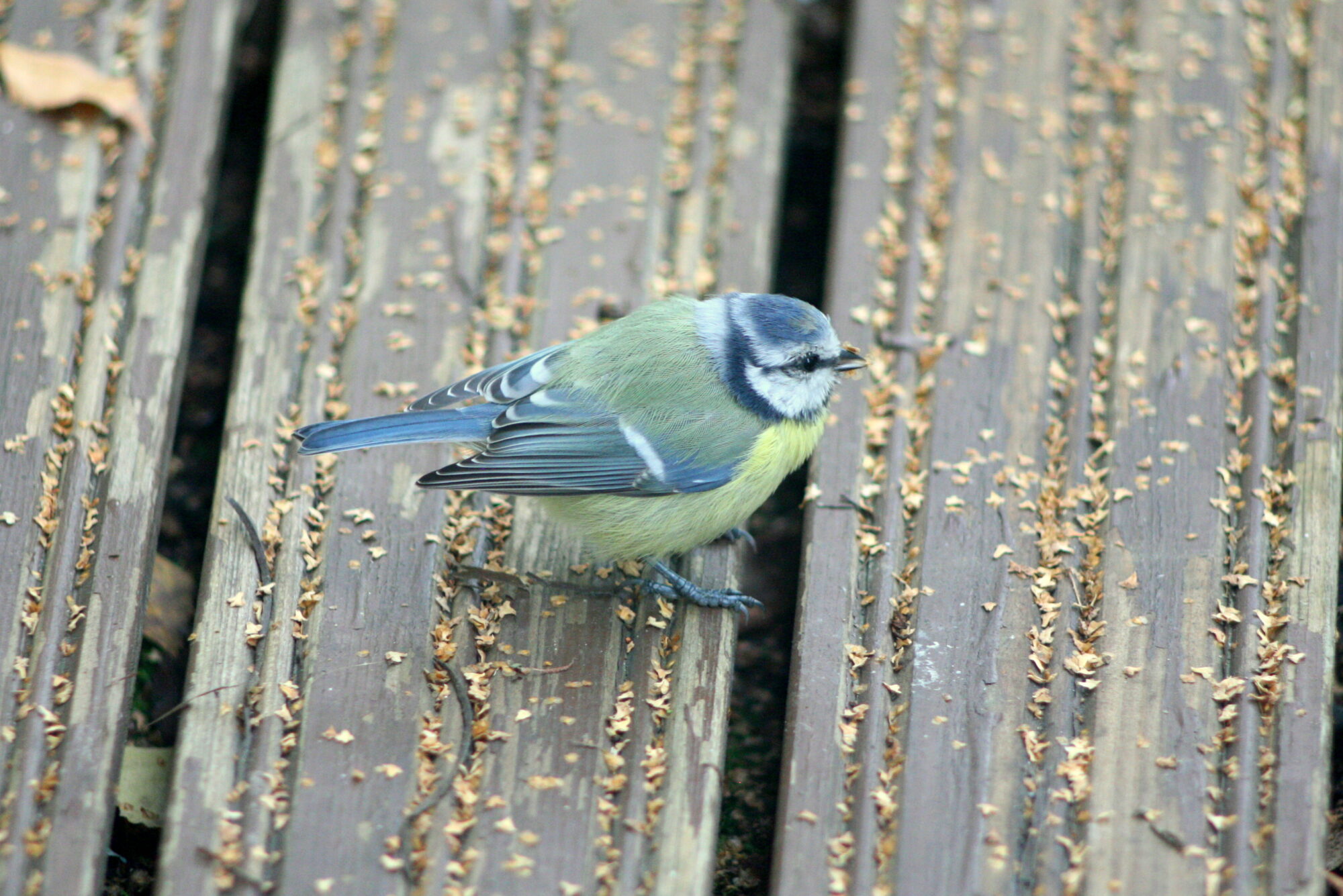 Valokuvaaja: Kaarlo Asikainen
