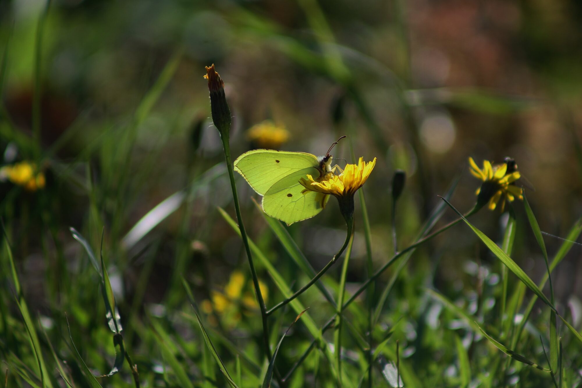 Valokuvaaja: Pirkko Siukonen