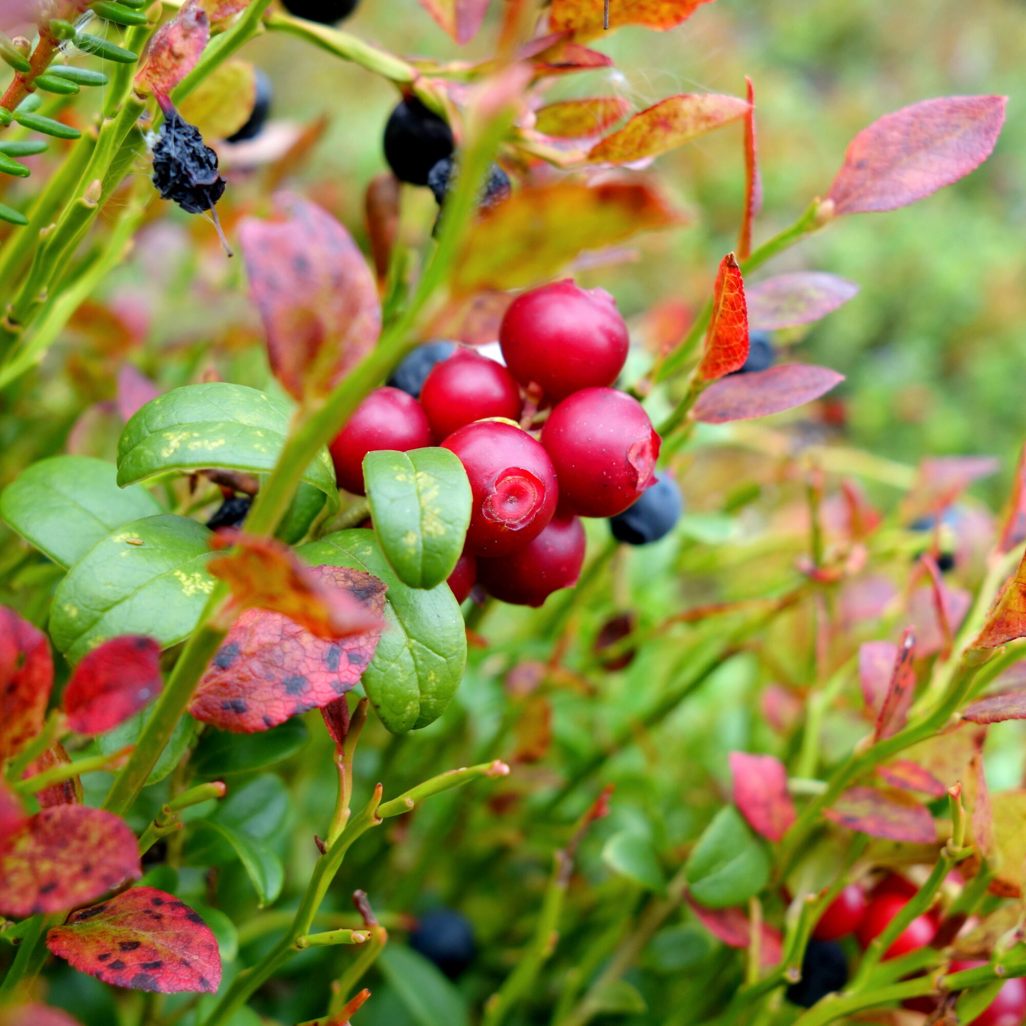 Valokuvaaja: Kaarlo Asikainen