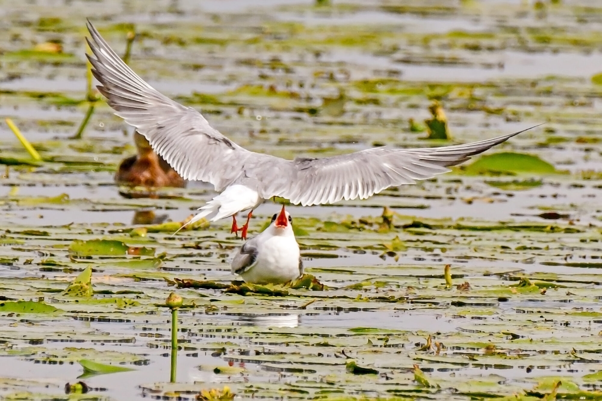 Valokuvaaja: Esko Pihl