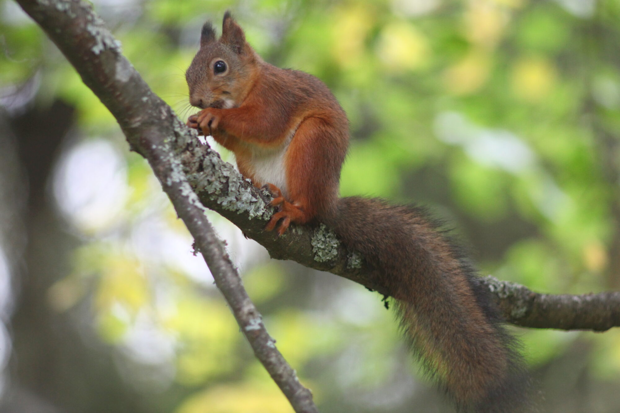 Valokuvaaja: Kaarlo Asikainen