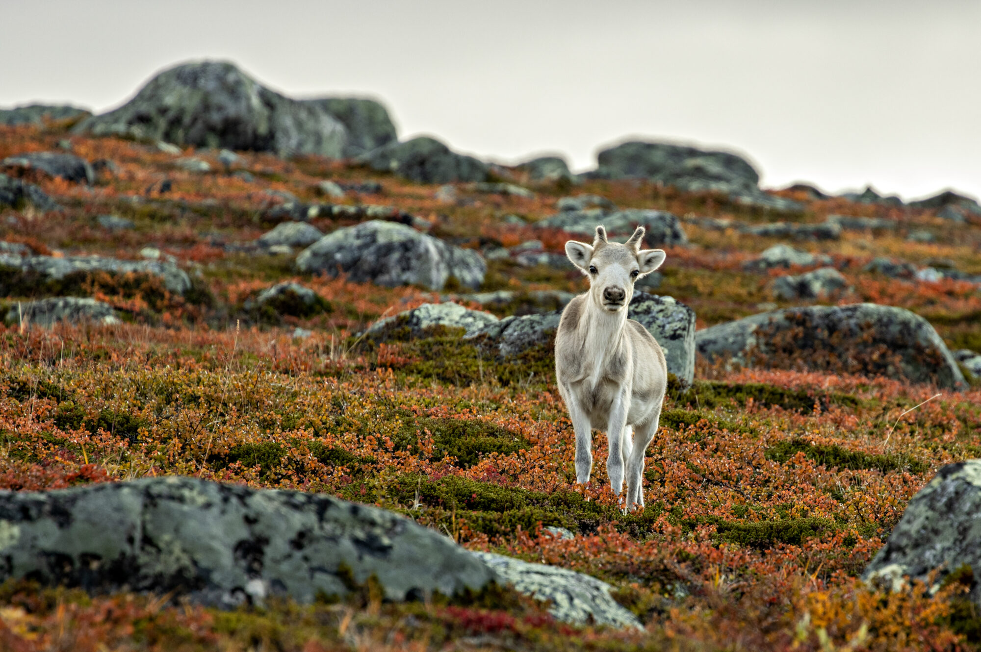 Valokuvaaja: Katri Niskanen