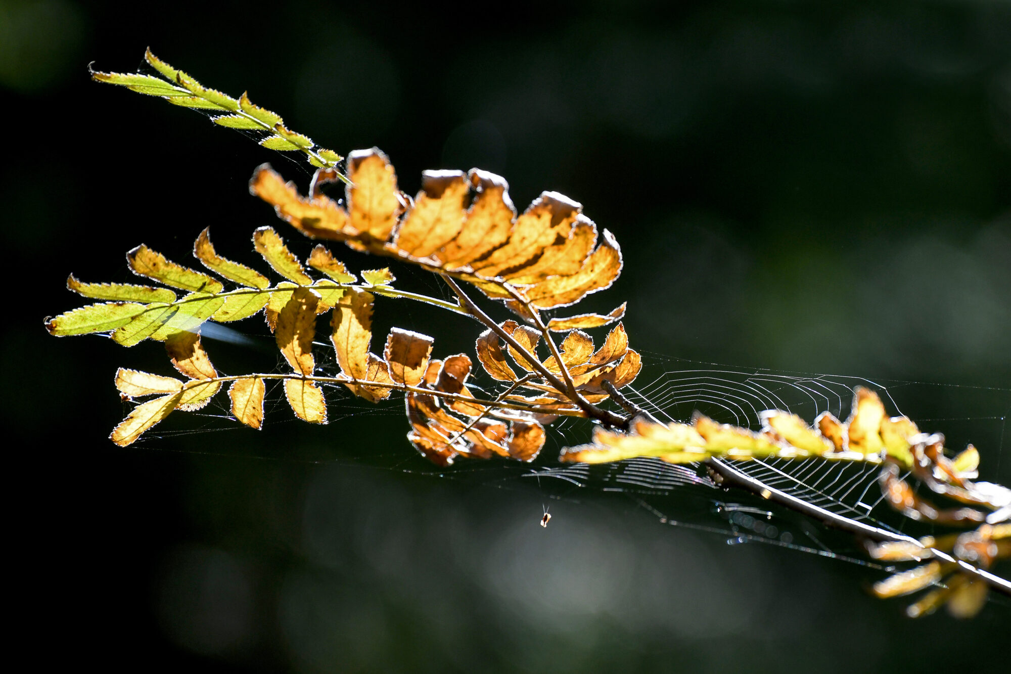 Valokuvaaja: Esko Pihl