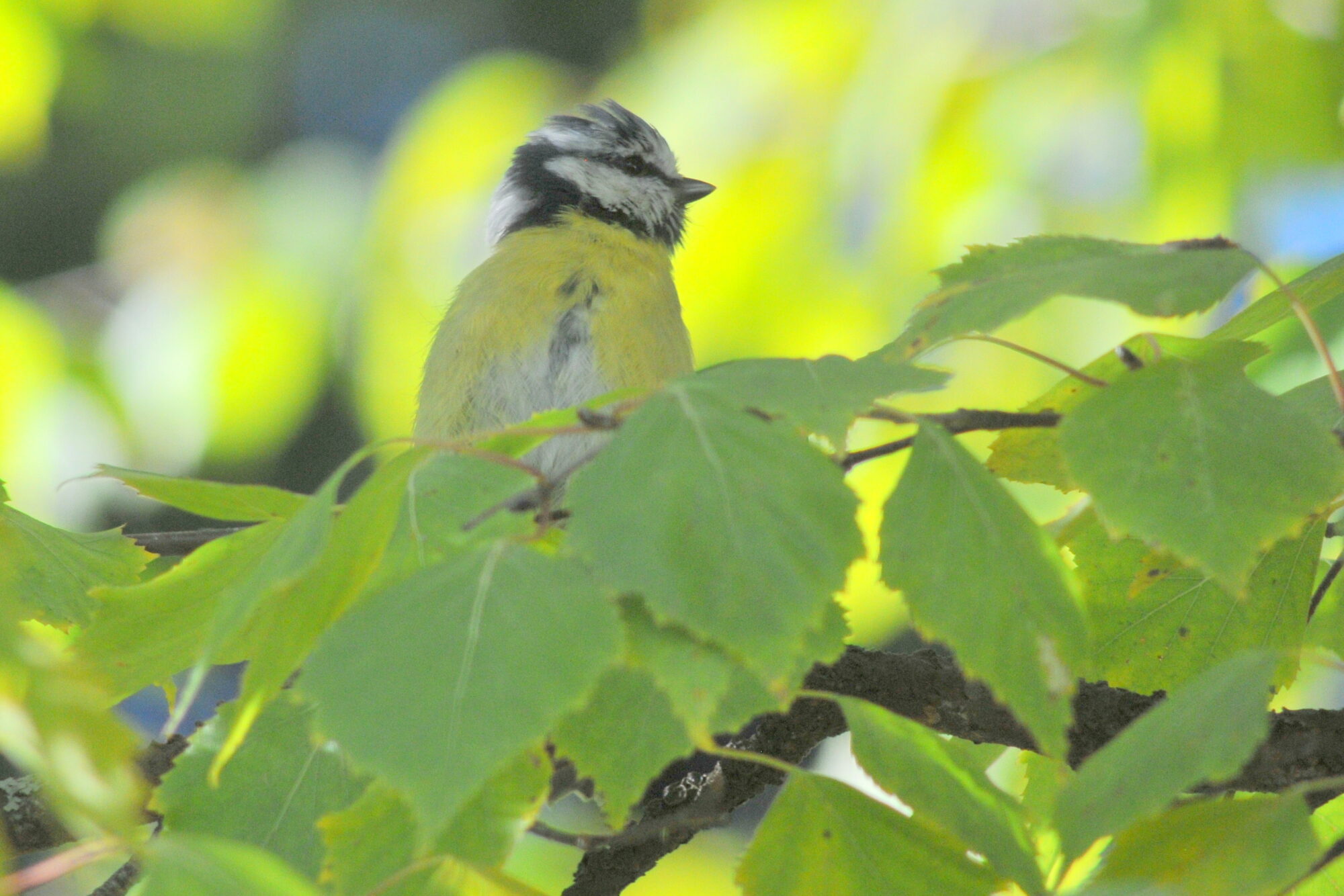 Valokuvaaja: Kaarlo Asikainen
