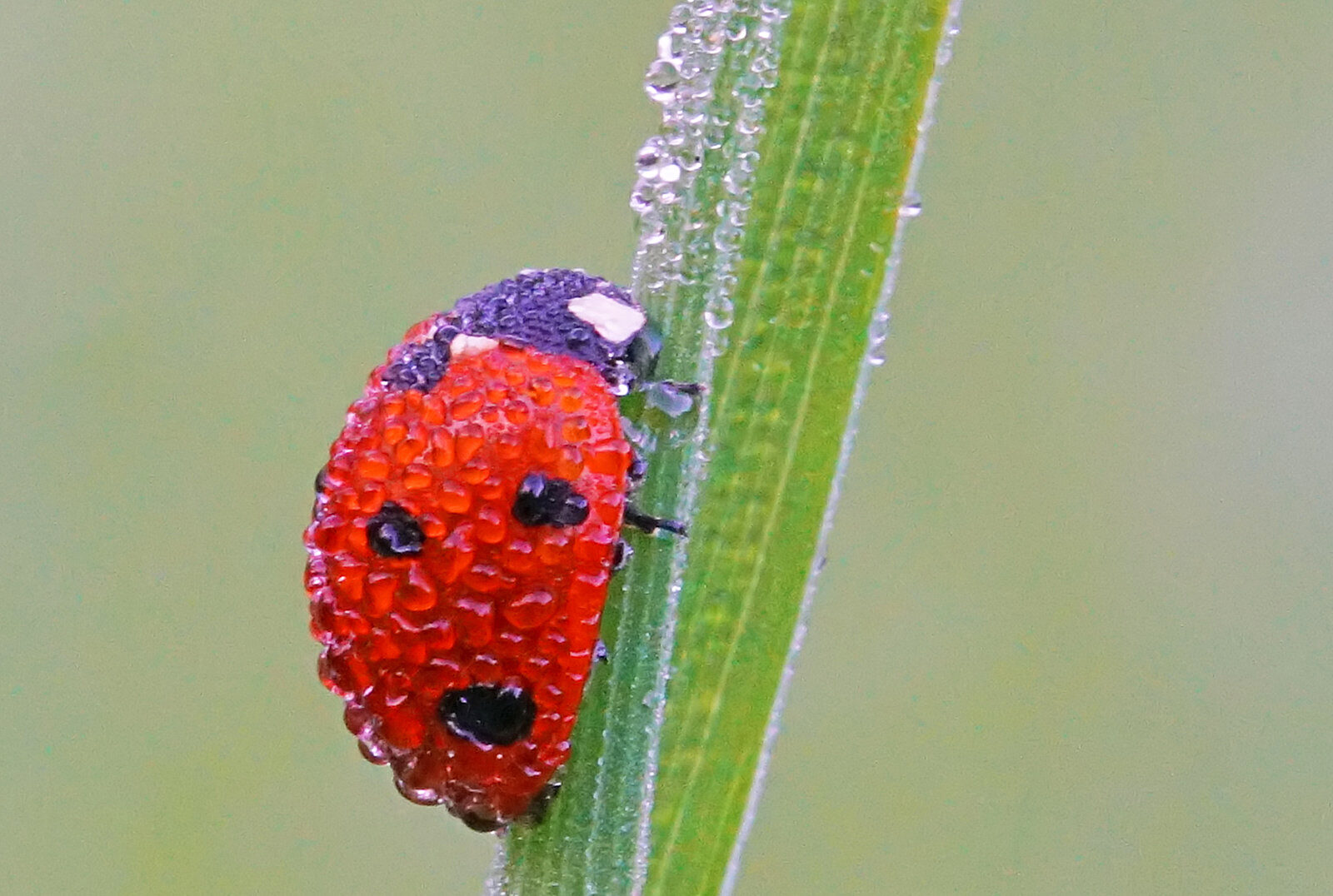 Valokuvaaja: Juhani Harkas