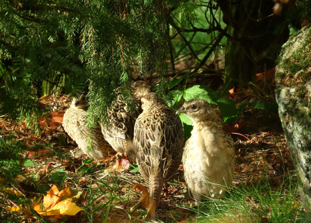Valokuvaaja: Mirja Suoknuuti