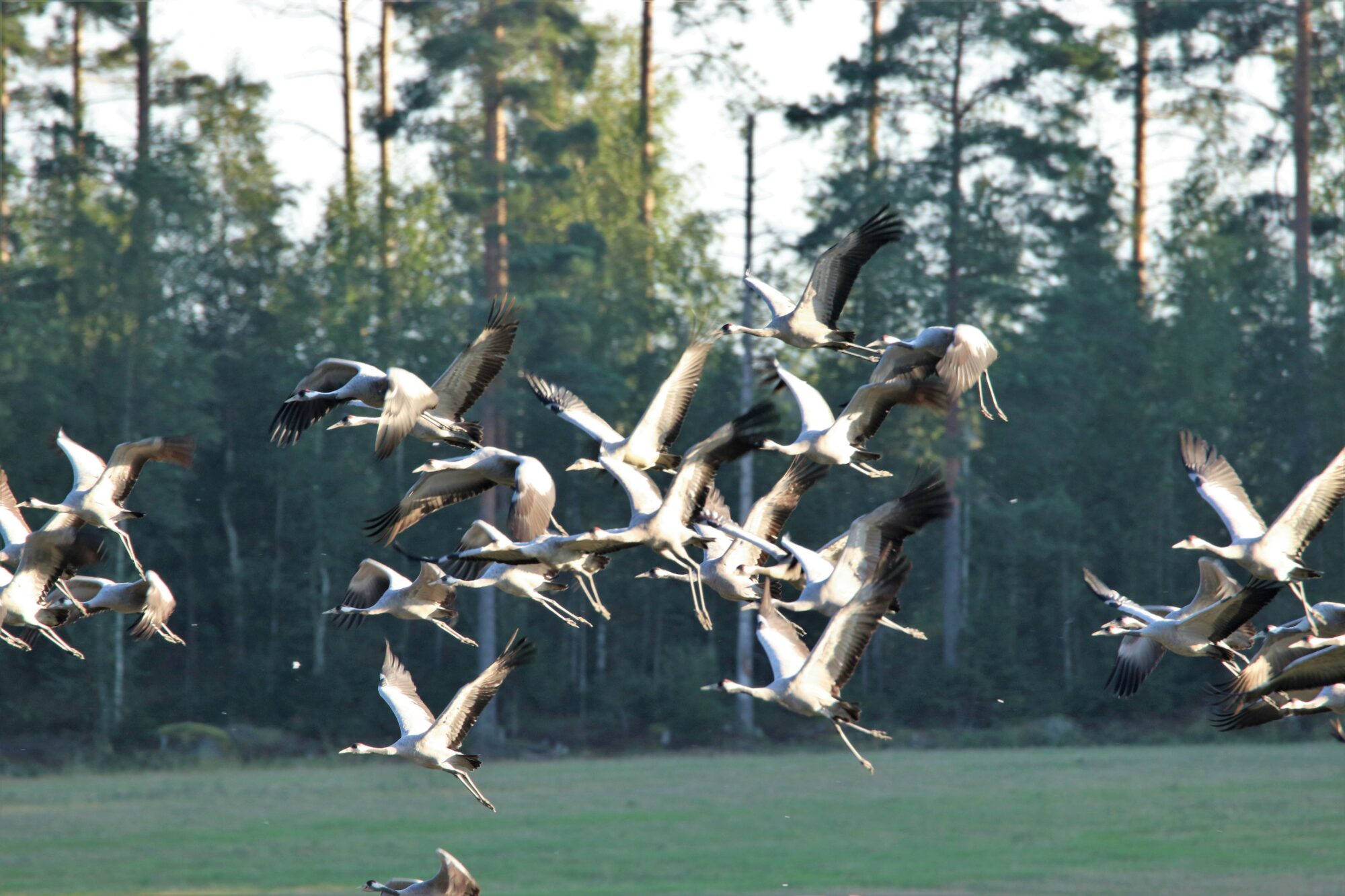 Valokuvaaja: Irja Lehtinen