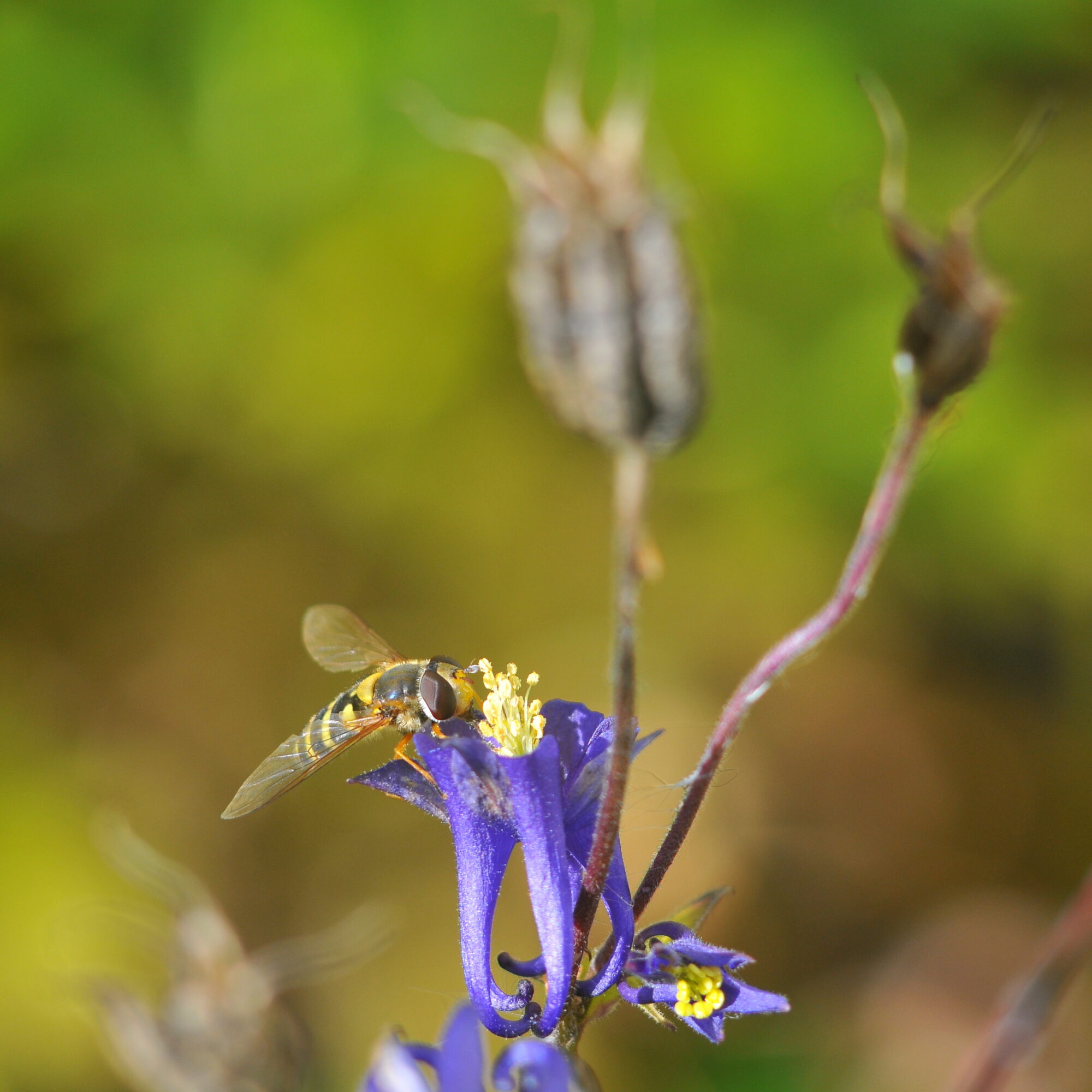 Valokuvaaja: Kaarlo Asikainen