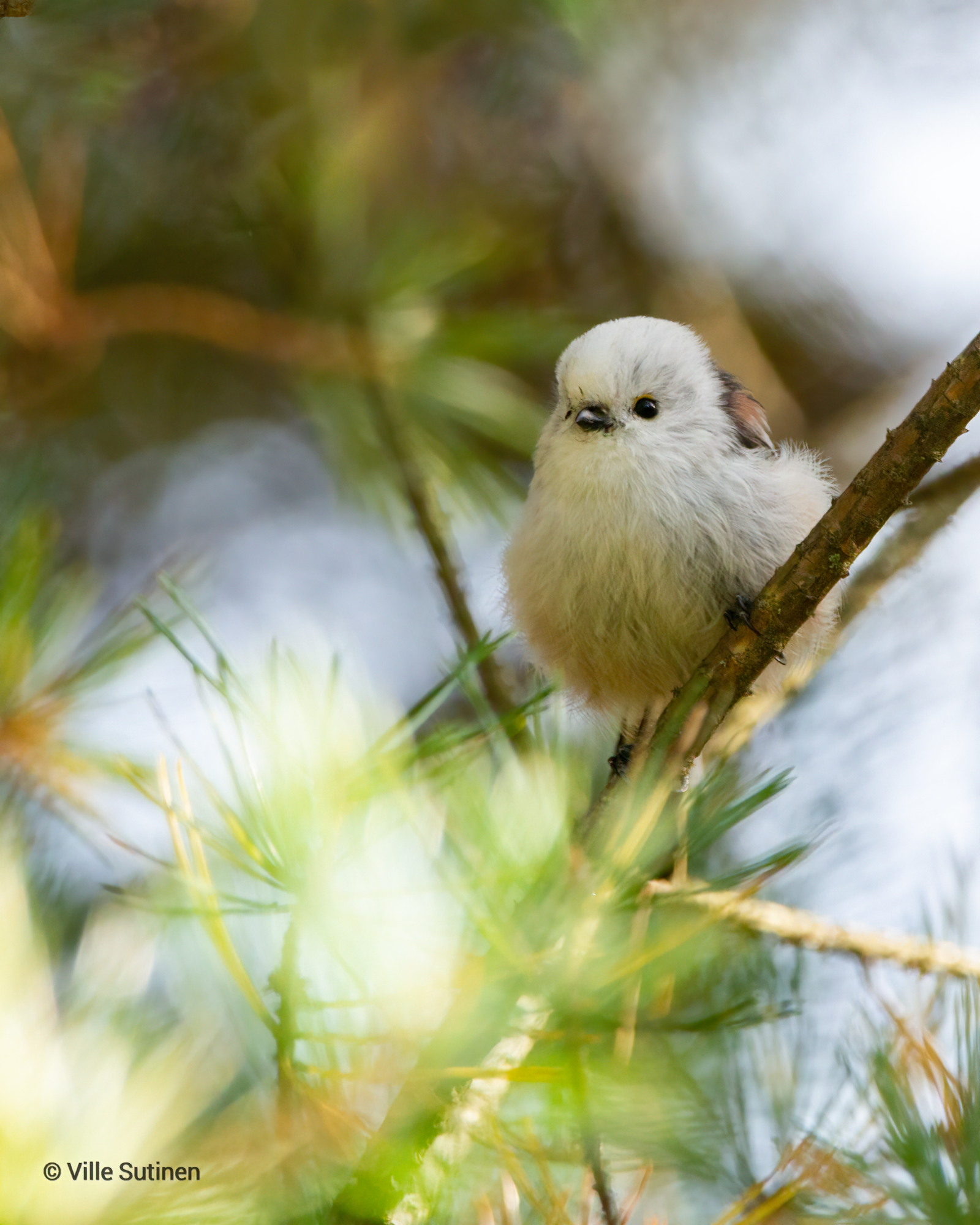 Valokuvaaja: Ville Sutinen