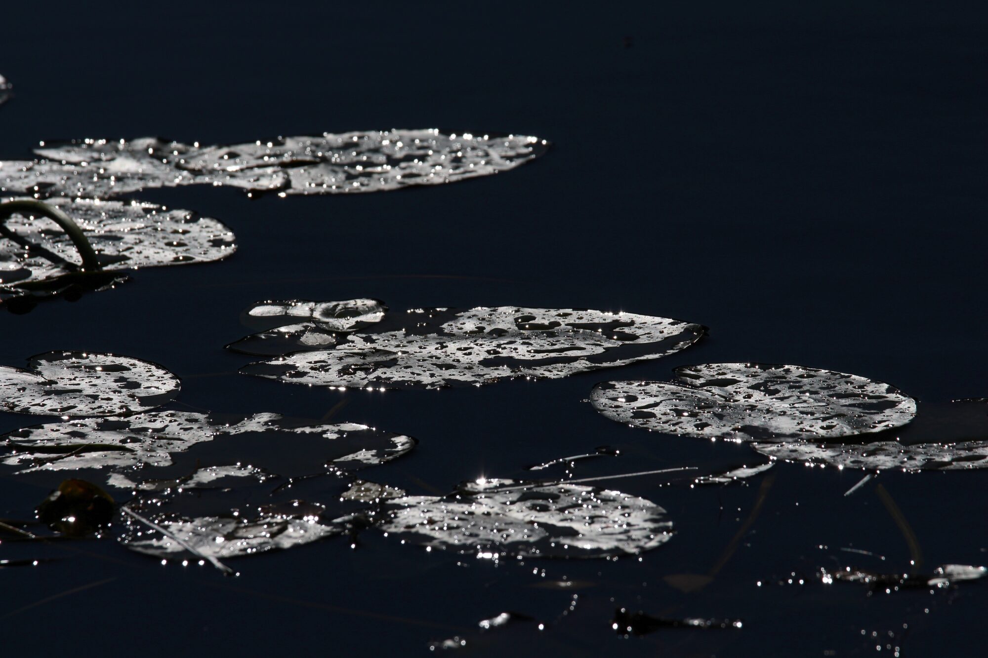 Valokuvaaja: Jaana Saarelainen