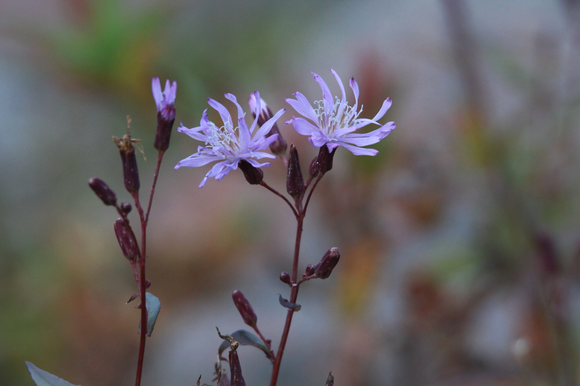 Valokuvaaja: Jaana Saarelainen