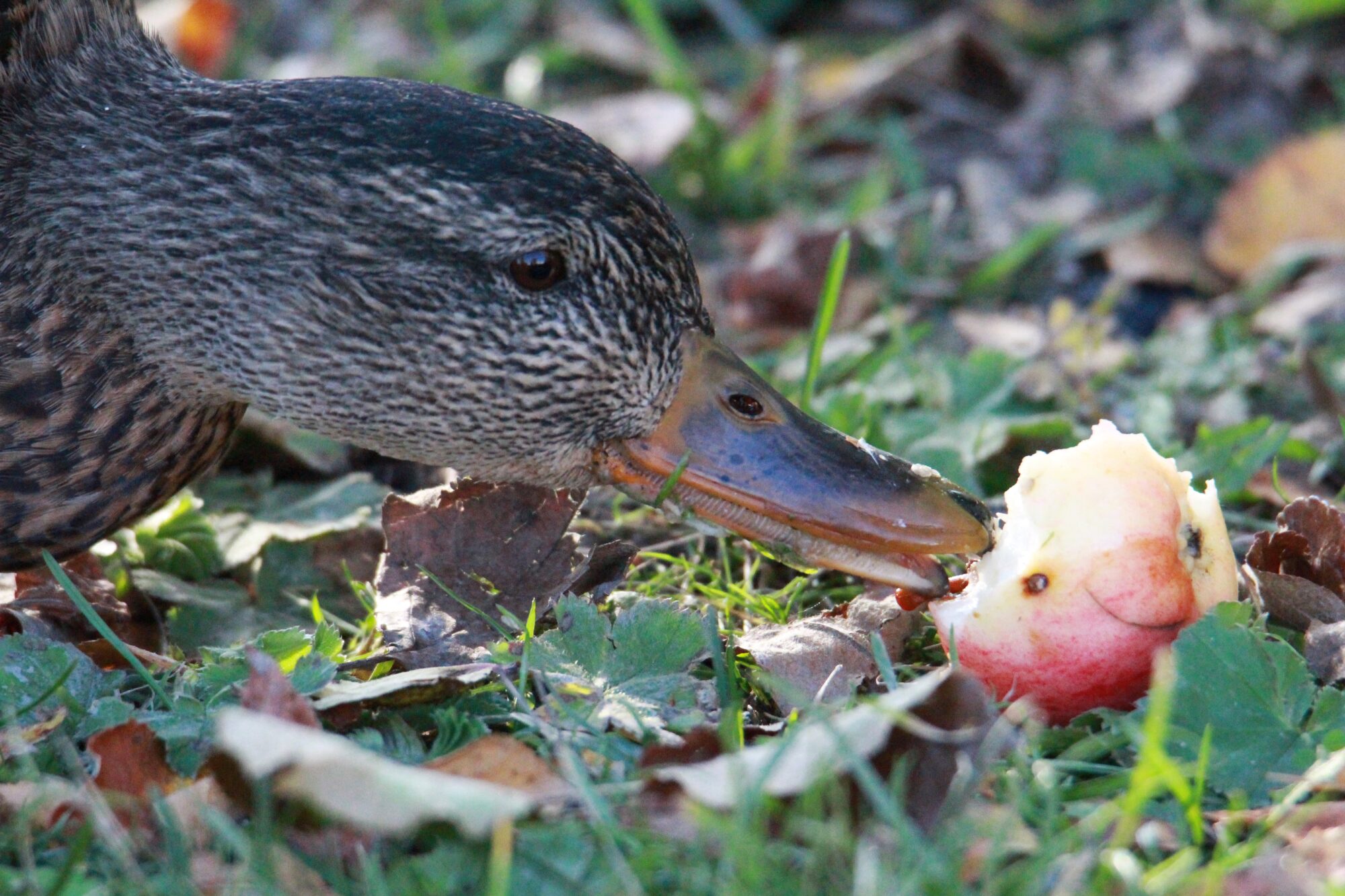 Valokuvaaja: Jaana Saarelainen