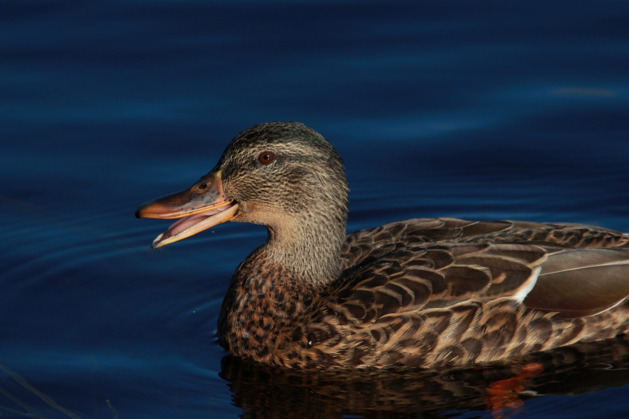 Valokuvaaja: Jaana Saarelainen