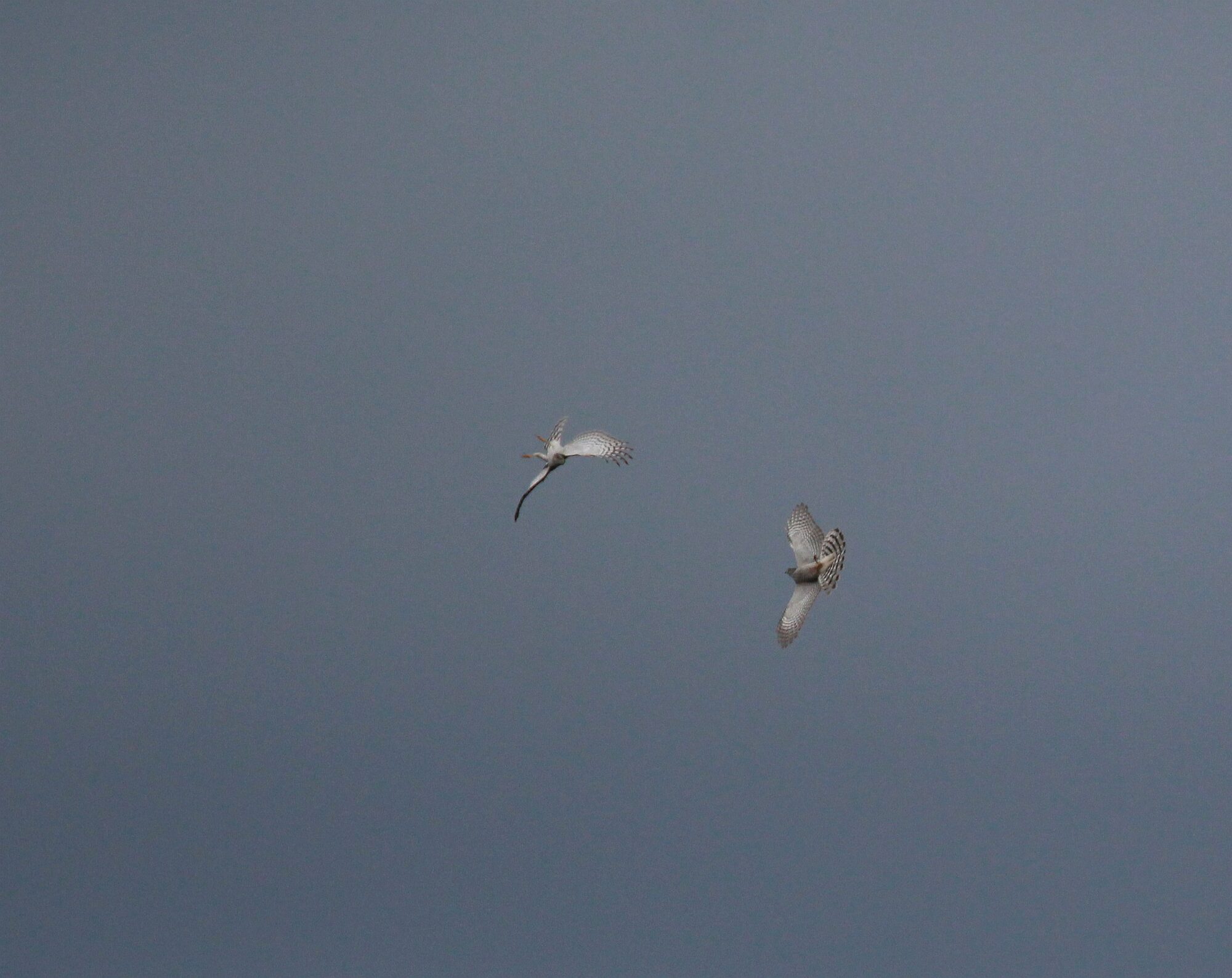 Valokuvaaja: Jaana Saarelainen Valokuvaaja: Jaana Saarelainen
