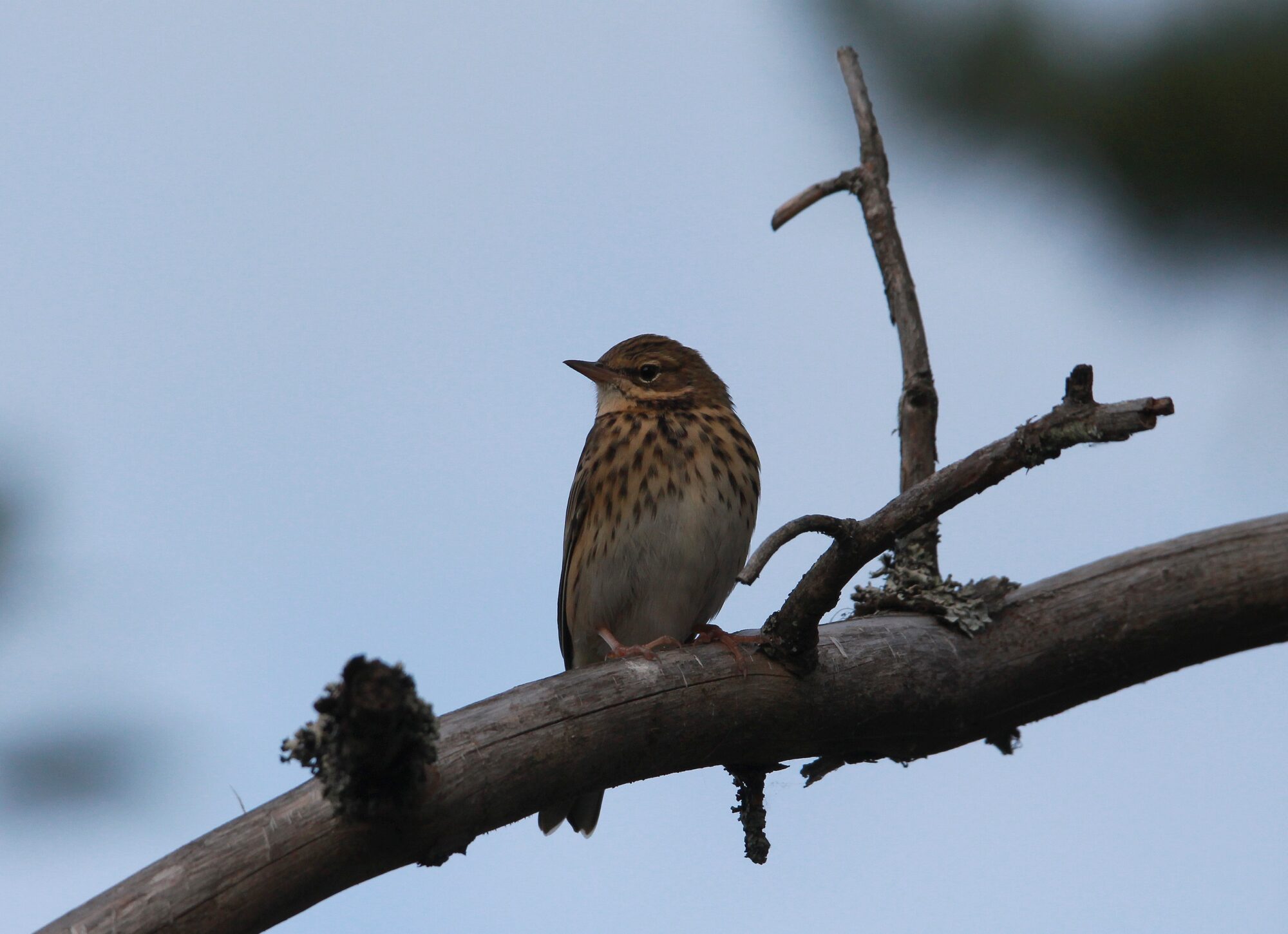 Valokuvaaja: Jaana Saarelainen