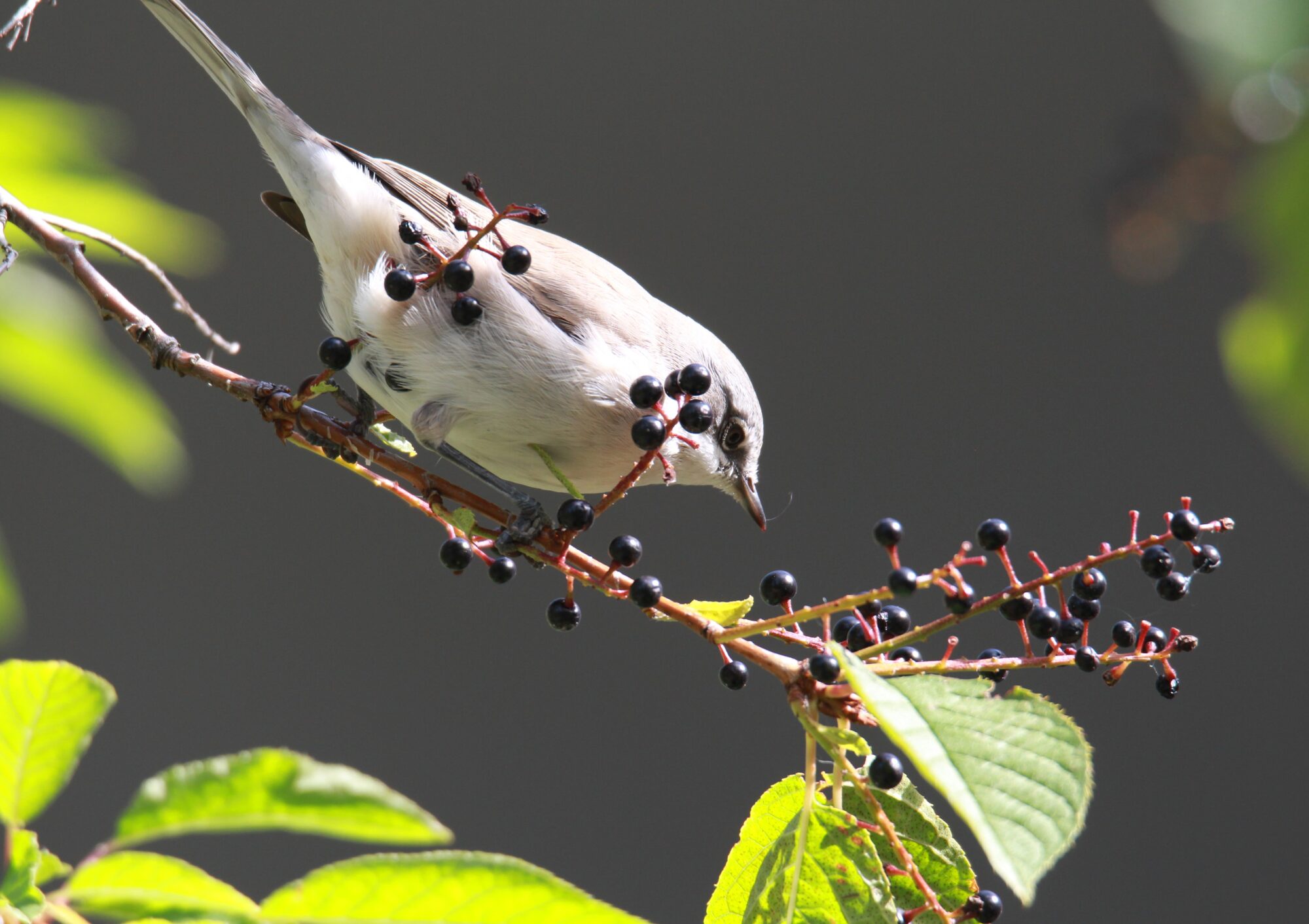 Valokuvaaja: Jaana Saarelainen