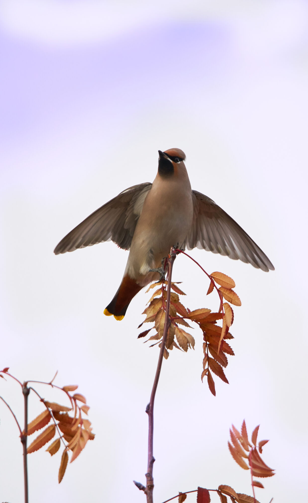 Valokuvaaja: Tarja Kouvo