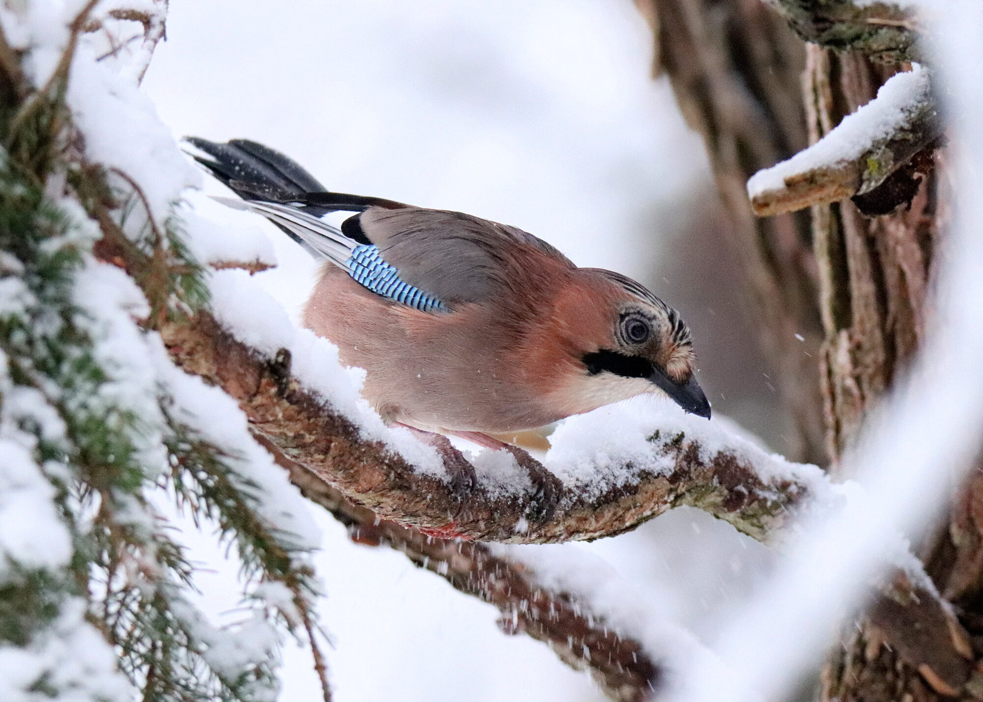 Valokuvaaja: sirpa jyske