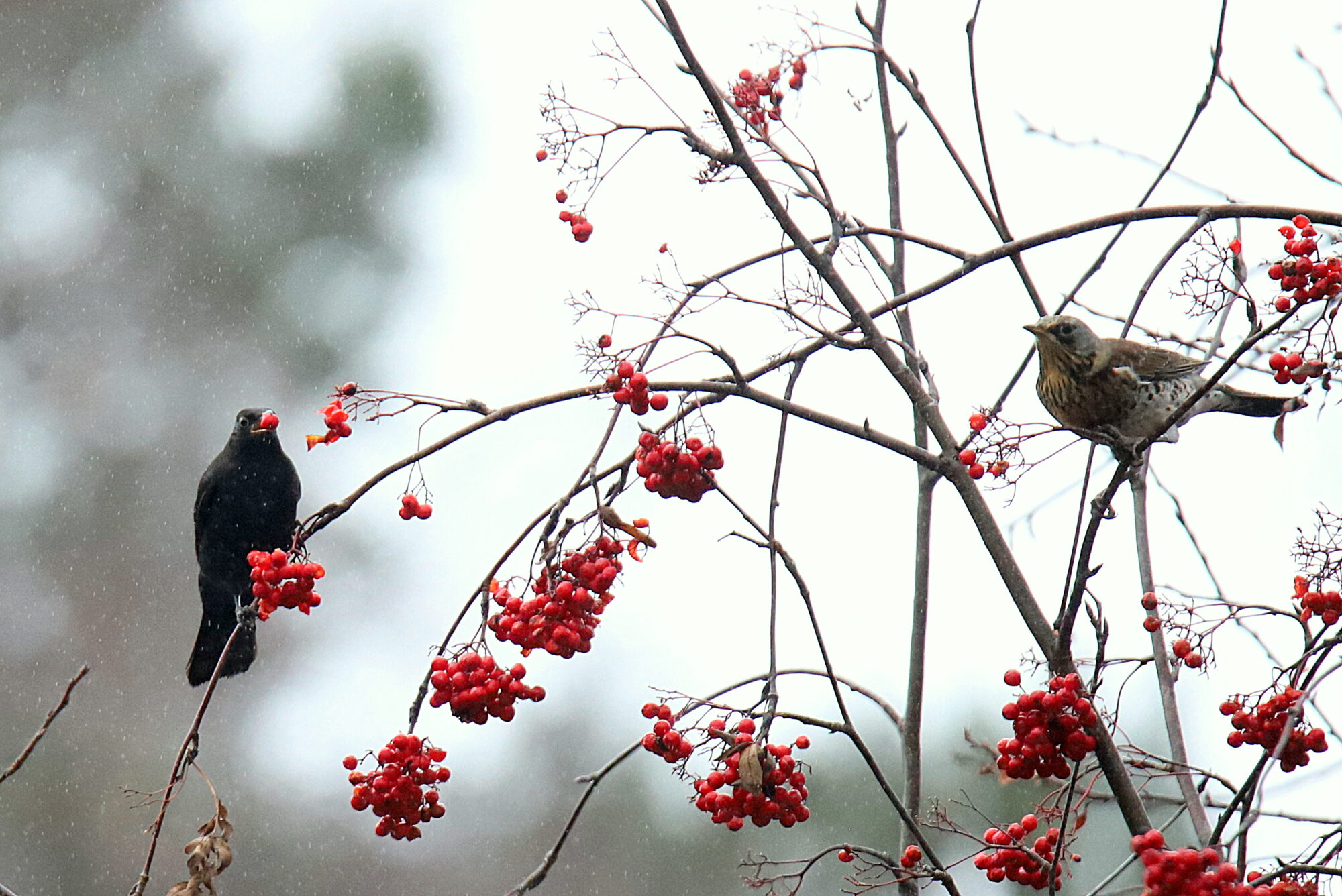 Valokuvaaja: sirpa jyske