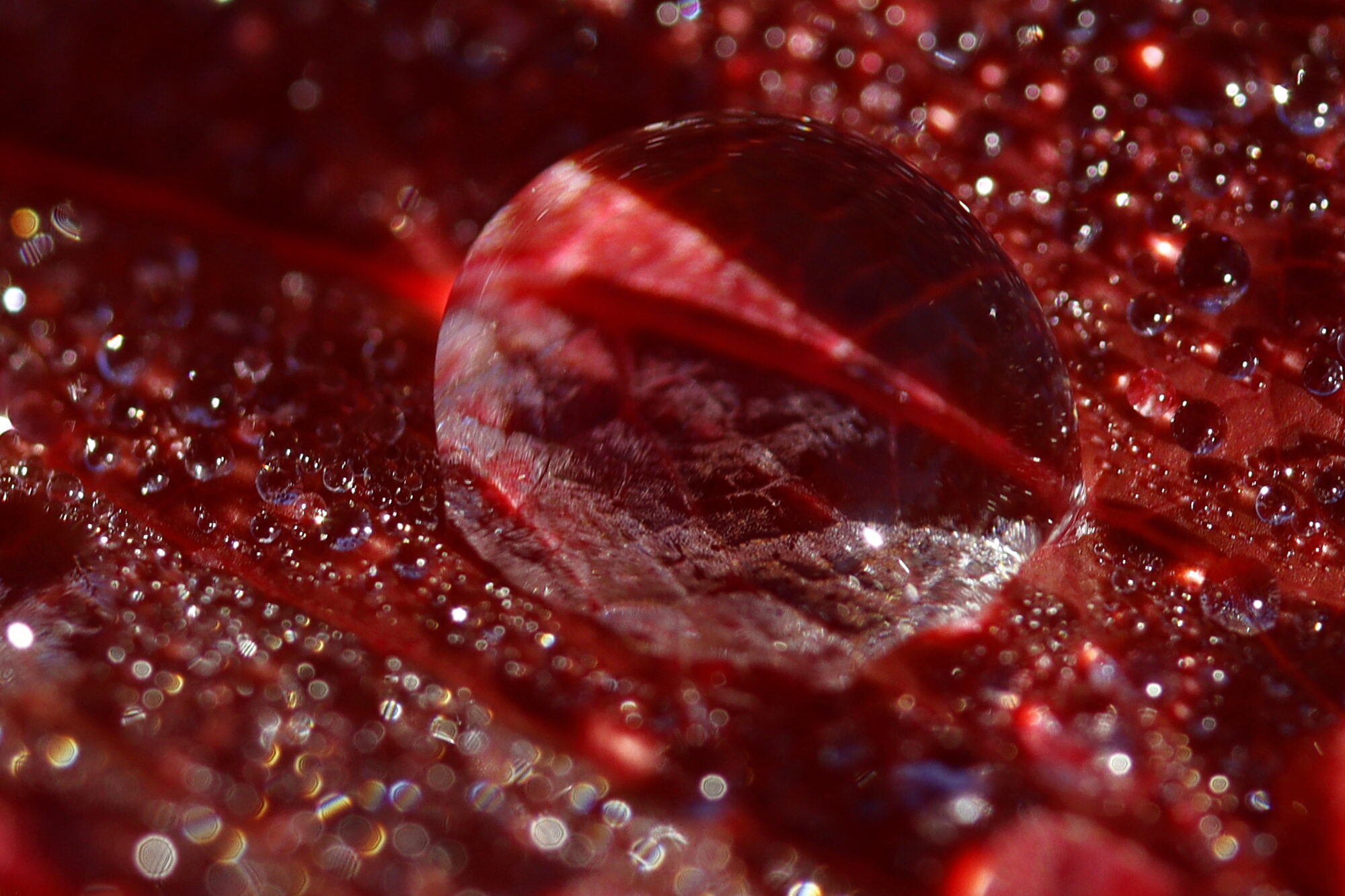 Valokuvaaja: Ritva Nieminen