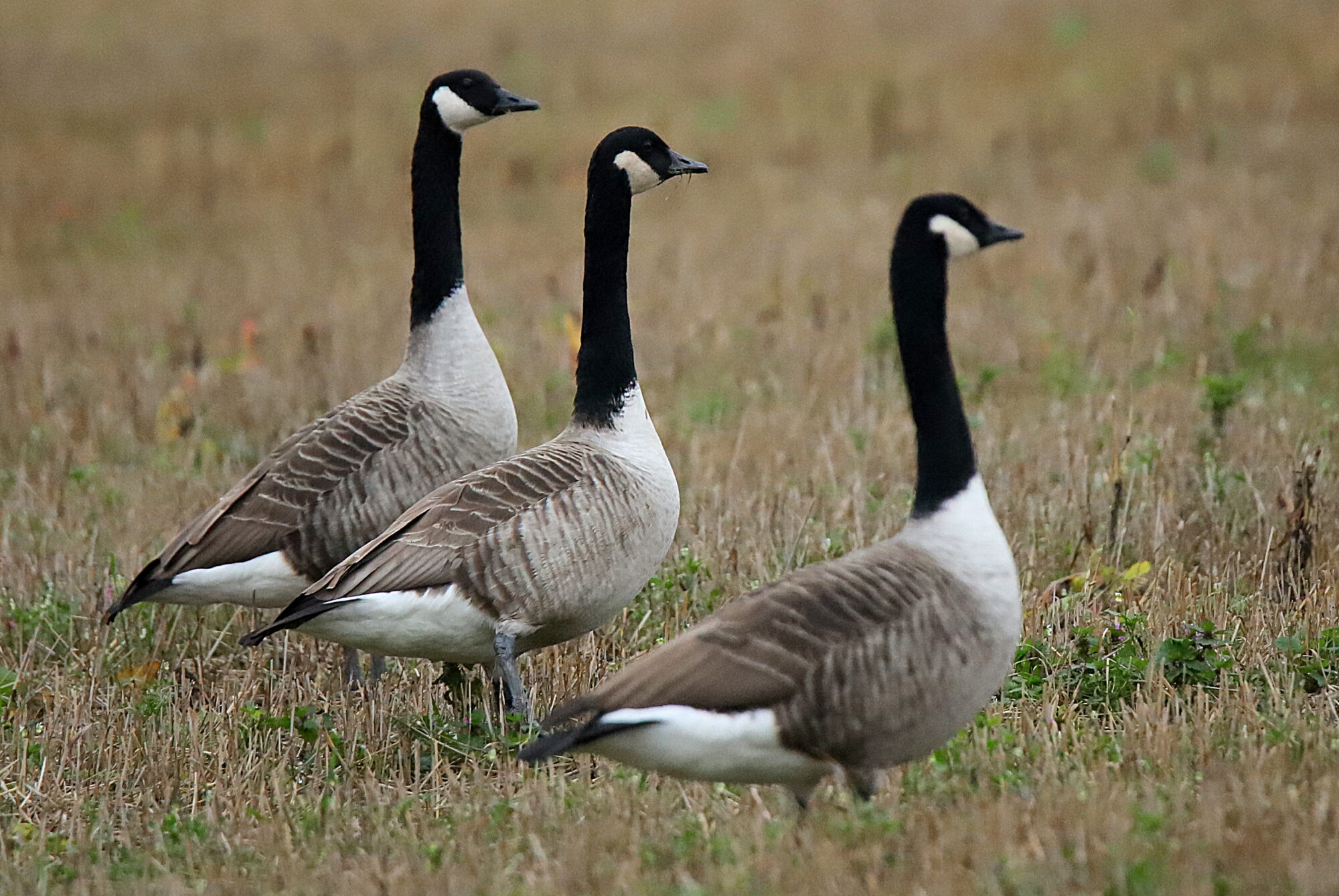 Valokuvaaja: sirpa jyske