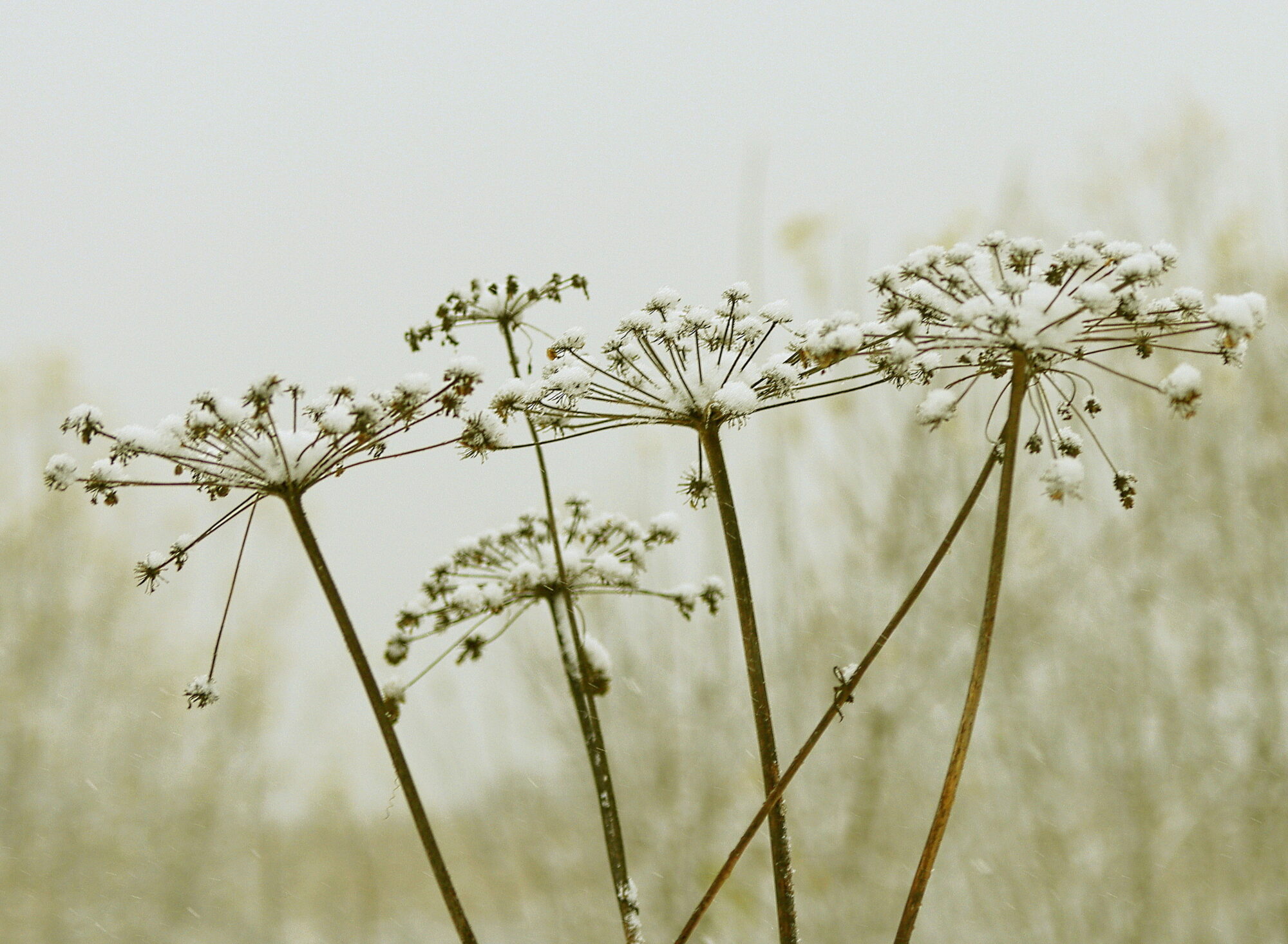 Valokuvaaja: Ritva Nieminen