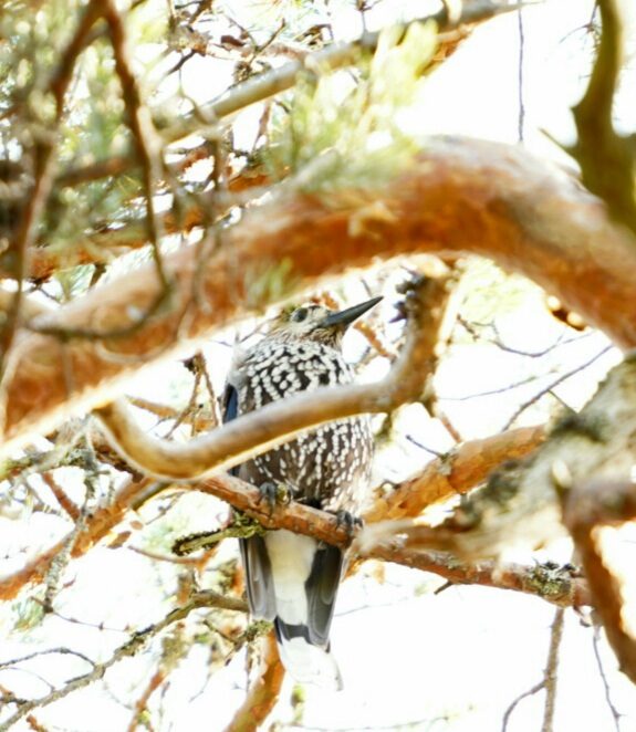 Valokuvaaja: Mikko Saarinen